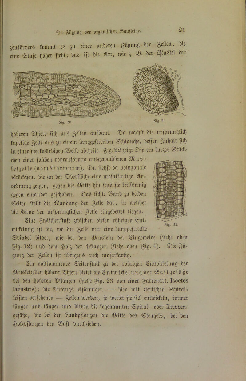 gcnförperS tonunt es &u einer anbcren Pgu«g &er 3cücn' blc eine Stufe l)öt)cr ftel)t; bas ift bic 2Irt, wie j. ©• ber Spsfel bcr iifl. 20. -S'fl- l)öi)cvcn £l)ierc fiel) ait« Bellen auf baut, ^a wädjft bic urfprituglid) kugelige Belle aus git einem (auggeftreeften Sdjlaudje, beffeu Snljatt fid) in einer merlmitrbigeit SBcifc abtljeitt. pg.22 geigt 'Tir ein fttrgeS Stüti« d)cn einer foldjeit röhrenförmig attSgewadjfctten 9DUtS* felg et le (öom .01) r m lt r nt), ®u fietjft ba polygonale Stitcfd)cn, bic an ber Oberfläche eine mofaifartige %\u orbnung geigen, gegen bic SOiitte l)iu fiub fic feilförmig gegen eiuauber gefdjobcu. 33aS lid)tc iöanb gtt beibeu Seiten ftetlt bic SBattbung bcr Belle bar, in welcher bic ferne bcr urfprituglidjen Belle eingebettet liegen. (Sine Bmifd)cnftufc gwifdjctt biefer röljrigcn Gut* witfelmtg ift bic, wo bic Belle nur eine langgcftrccftc Spittbel bilbet, wie bei beit SDhtSfclu ber Giitgcwcibe (fietje oben pg. 12) unb bem £o(g bcr ^flaugcn (fiefje oben pg. 4). 3}ie pt= gitng ber Bellen ift übrigens and) mofaüartig. Gin öollfontmetteS Seiten ftiief ju ber röl)rigen Gittwicfeluug bcr SftuSfclgelleu höherer Spiere bietet bie G u t w i cf e 1 lt it g b c r S a f t g e f ä ff c bet beit höheren ^flaitgett (fiepe pg. 23 non einer prrcuart, Isoetes lacustris); bic SlnfattgS eiförmigen — hier mit gicrlidjcn Spiral* leifteit ocrfchciteu — Bellen werben, je weiter fie fid) entwickeln, immer länger unb länger unb bilbcu bic fogenaititteit Spiral* ober kreppen* gefäffe, bic bei ben fattbpflanjen bic sDcittc bcS Stengels, bei beit Swlgpflangcu beit 23aft burd)giel)eti.