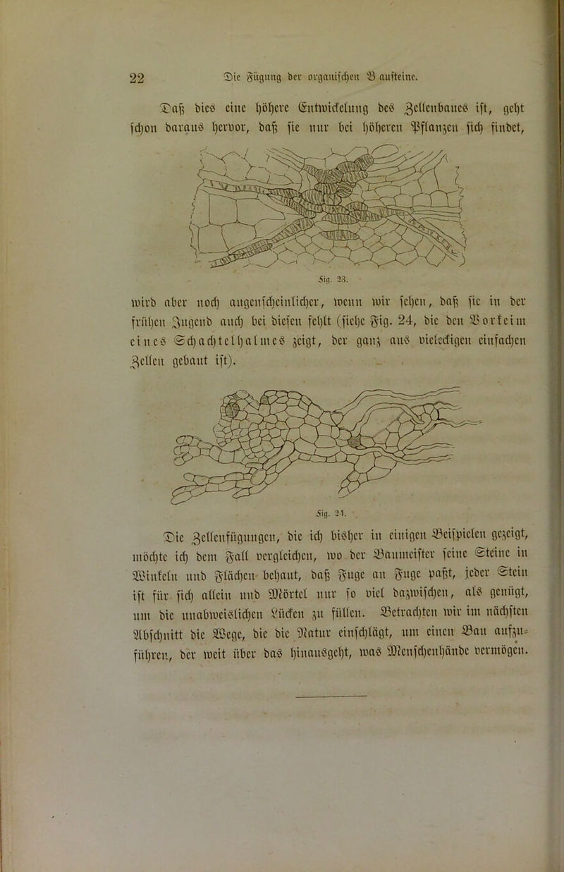 mirb aber nod) aitgcitfd)cintid)cr, meint mir fcljcit, baf, fic in ber friüjcn Sttgeub attd) bei biefeu fcl)lt (fietje gig. 24, bic beit Stforfeint ein cd @d)ari)tcU)atiued jeigt, ber gatt$ and mclccfigcit einfachen Reifen gebaut ift). 5)af? bied eilte l)öl)crc ©ntmitfelnug bed ^cKcubattcd ift/ fle^t fdjon barattd fycnmr, baft fic nur bei ()öf)ereit ißflanjctt fiel) finbet, -Sifl. 23. üifl. 2-1. ®ic geflcnfüguugcit, bic id) bidljcr in einigen ©cifpidctt gezeigt, uiödjte iri) beut $all üergleidjcu, mo ber iöauinciftcr feine steine in SBinfctii ltitb g-täd)cn bcljaut, baff $ugc au $'UÖC PafH/ ic^cr ift für fid) allein nub STOörtcl nur fo tuet ba^üifd)cu, at« genügt, um bic nuabmcidtidjcu ßi'tcfeu jit füllen. ©ctradjten mir int nädjfteu 2(bfd)nitt bic SSege, bic bic 9latur ciufd)tägt, um einen -53au aufju* füljrcn, ber »eit über bad l)inaudgel)t, mad 9Jictifd)cul)cittbc uerntögett.