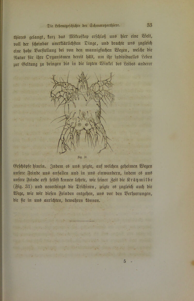 tfjiereS gelangt, für, baS SIßtfroffof) erfdjfojf uns f)ier eine Seit, oott ber fd) einbar unerftärüdjften Singe, unb braute uttS jngfetd) eine f)ofje ißorftetfung bei uon beit mannigfadjen Segen, mefdje bic s^atur für ifjre Organismen bereit fjäft, tun il)r iubimbuettcS Ceben ’,nr ©eltung ju bringen bis in bic testen Sinfet beS ÖeibeS anberer ®efd)öpfe Ijinein. 3nbem cs uttS jeigte, auf mefdjen gemeinten Segen unfere $einbe uns anfaften unb in uttS eimuanbern, iubern cS uns unfere g-einbe erft fctbft feinten teerte, nrie feiner 3eit bie ^räfjmifbc (gig. 31) unb ueuerbittgS bie £rid)inen, geigte eS jugfeid) aud) bie Sege, mie mir biefett $eiitben entgegen, uns bor bett ÜSer^eeruugeu, bic fie in unS aurid)ten, bcmafyrcit föttnen. .Sig. 3i.