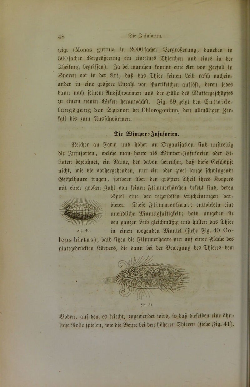 ^cigt (Monas guttula in 2000fad)er Vergrößerung, baneben in 300fa.d)cr Vergrößerung ein einzelne? £f)ierd)ctt mtb eilte« in ber Steilung begriffen). 3a bei ntanepen foinmt eine 2trt non ,3erfatt in Sporen oor in ber ?(rt, baß ba« SEljier feinen Ceib rafd) itadjein- anber in eine größere 9(ujat)t non SßartifeCc^cn aitflöft, bereit jebc« bann nad) feinem 2tu«fd)ioärmett an« ber .fnittc bc« SDhtttergefdjöpfe« pt einem neuen SÖefett f)crantnäd)ft. $ig. 39 ^cigt beit (S nt miete* tuttg«gang ber Sporen bei Chlorogonium, bett altmätigen $er* fall bi« ^unt 2tu«fd)tuärmcit. $ic 2Bintpcrs3ttfuforicn. ftfeidjer au gönn ttttb pößer an ©rgautfation fittb unftreitig bic 3nfuforiett, metdje matt ßcittc at« 2Biittper=3nfuforieu ober (5i* tiatcit be$eid)iiet, ein 9iantc, ber banott ffcrrütjrt, baff biefc ®efd)öpfe nid)t, tnie bic norßergepeuben, nur citt ober jtnei tauge fdfmiitgeitbe ©eißctßaarc tragen, fonbent über beit größten $Eßei( ifjrc« Körper« mit einer großen 3at)t boit feinen •gtimmcrßärcßcu befept fittb, bereit Spiet eine ber reijenbftcn (Srftßciuungeit bar* bietet. ®icfc glimmert) aare entmidetn eine uncitbtid)c Sfiaititigfattigfeit; balb umgeben fie beit ganjeit Seib gtcid)ntäßig ttttb ßitttett ba« SEßicr -S'9-10 in einen loogeubcit SJiantcl (fieße gig. 40 Co- leps liirtus); batb fipett bie gtimmcrßaarc nur auf einer gtädfe bc« ptattgebrüeften Körper«, bie bann bei ber ^Bewegung be« Spiere« bettt ©oben, auf beut c« fricd)t, ptgcmcitbct wirb, fo baß biefelbcit eine ät)n- ließe Wolle fpicteit, tnie bie Veitte bei beit ßößcrcu -Spieren (fiepe gig. 41).