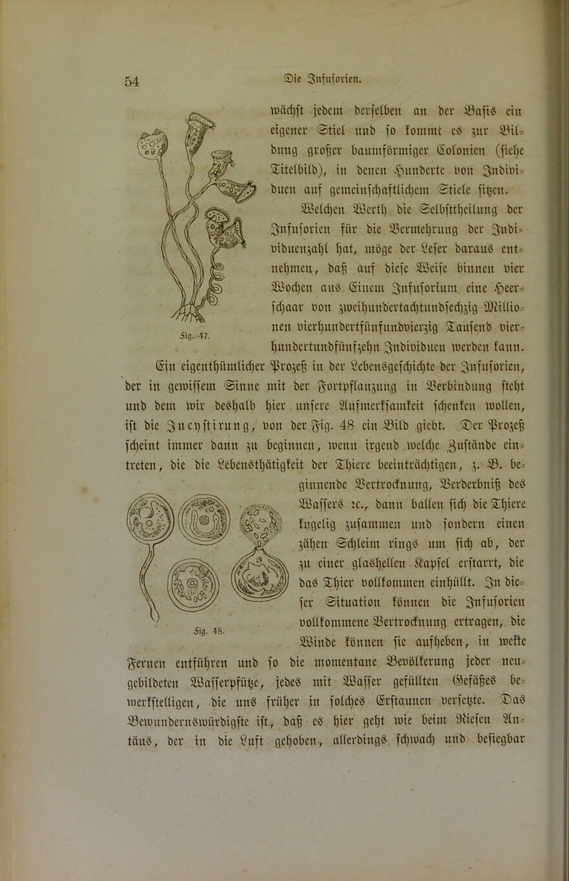 iifl. 47. mäd)ft jebcut bcrfetben ait bcr 33afi$ ein eigener Stiel mtb fo foinmt cS jur 33üs bitng großer baumförmiger ©otonien (ficfyc £ite(bitb), iit betien Rimberte non Siibiot- bitcn auf gcutciufd)aftUd)cnt Stietc filmen. Setd)cn 3Bcvtt) bic SelbfttlfeUung ber Snfuforicu für bic 23crmct)ruug bcr 3nbi= öibueitjaljt l)at, möge bcr Sefer barauö ents nehmen, baff auf biefe Sßcife binnen hier SBodjcu au« ©iitcm ^nfufortum eine -£>eer= fd)aar bon ämetf)unbertad)tunbfed)jig S0iü(io= itcn bicrljunbertfünfunbtoierjig Üanfcnb hier* ljuubcrtunbfüufteljn 3nbiüibiten merbett famt. ©in cigcnti)ümüd)er fßro^eff in ber Scbcnögcfd)id)tc bcr 3nfttforicn, ber in gemiffetn «Sinne mit bcr g-ortpfiaujuitg in 55erbtnbung ftd)t ttttb bem mir beedfalb t)ier ltnfcrc SCufmerffamleit fd)citfcn motten, ift bie 3 n c t) ft i ru n g, bon bcr g-ig. 48 ein 23ilb giebt. ^er Sprojc^ fdjeint immer bann ju beginnen, memt irgenb mctd)c ^ufteinbe eins treten, bic bie Sebenötfyätigfcit bcr 3tt)icrc becinträdjtigcn, $. 23. bcs gimtenbe 23ertrocfnmtg, SBcrbcrbniff bc8 SBafferö :c., bann batten fid) bie XIjiere fngelig jufammett mtb fonbern einen $ctt)ctt Sd)tcint rings um fid) ab, ber ju einer gtaöljcttcu Zapfet erftarrt, bic baö 2tt)icr bottfomineit eiutjüttt. 3n bic* fer Situation fönnen bic 3nfuf orten bottfontmene 3Sertrocfnuug ertragen, bie SBinbe fönnen fic auf()cbcn, in mcitc fernen entführen ttttb fo bie momentane 23eböiferuttg jeher neu* gebitbeteu Safferpfitfjc, jebcS mit SBaffer gefüUtcu ®efäfjc§ be= mertftettigeu, bie und fritfjer in fotd)e$ ©rftaunett berfepte. £>aS 23emuuberu3mürbigftc ift, baff cö f)ier gefjt mic beim liefen 3hts teiuS, ber itt bic ?uft gehoben, atterbingS fdjmad) unb befiegbar ■SiB- 48.