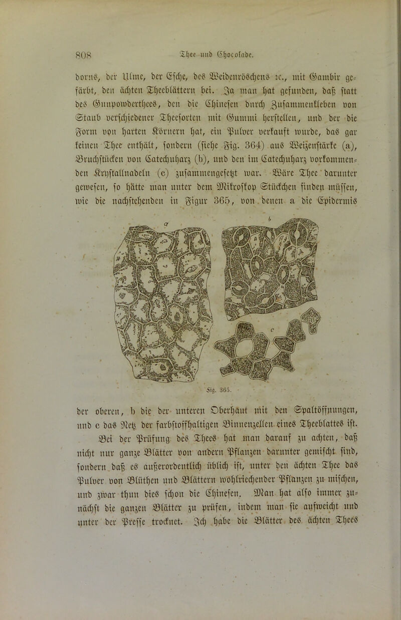 bomb, bcv lUmc, ber Qrfd)e, beb SfBeibenröbdjcnb tc., mit ®ambir ge* färbt, beit äd)tcu Xlfecbtättcrn bei. 3;a man t)at gefittiben, baff ftatt be3 ©nnpomberttjceb, bcu bie (Spittefcit bttrd) gufamnienüebett 0011 Staub ucrfdjicbeucr 3d)ecfortcn mit ©untüti perftetten, uttb ber bie gönn non 1)arten Körnern t)at, ein fßittner nerfauft tmtrbc, bab gar feinen 5SI)ec enthält, fottbern (ficl)e gig. 364).aub SBeijenftärfe (a), iSrud)ftüdcn non Satcd)id)arj (b), itnb beit im ßatedju^arj norfommem beit Ärt)[taUnabetu (c) jufammengefept mar. 2£äre 34)cc barunter gemefen, fo fjattc man unter beut PJtifroff'op Stitcfdjctt fittben muffen, mic bie nadjfteljeubett in gigur 365, non betten a bie Güpibermib 5ii). 365. ber oberen, b bie ber unteren Oberhaut mit beit Spaltöffnungen, ttttb c bab «ßep ber farbftofffjattigen iSittttettjcIfett. cincb STtjeebfatteb ift. ©ei ber Prüfung beb £()ceb f)at man barauf jtt adjtcn, baff uidjt nur ganje fSIätter nott attbern fßffanjeu bar unter gcmifd)t fittb, fottbern baff eb aufjerorbeutltdj üblid) ift, unter bcu äd)tcn £t)ee bab fßufner non S3tittf)cn uub «Blättern mof)fried)cttber fßflanjeu 51t mifdjen, uttb jmar tf)itu bieb fd)ott bie (Spinefctt. 2D?an f)at atfo immer näd)ft bie ganjen «Blätter ju prüfen, ittbem man fie aufmeidjt uttb unter ber «ßreffe troefnet. 3$ pabc bie ^Blätter beb ädjten Spceb