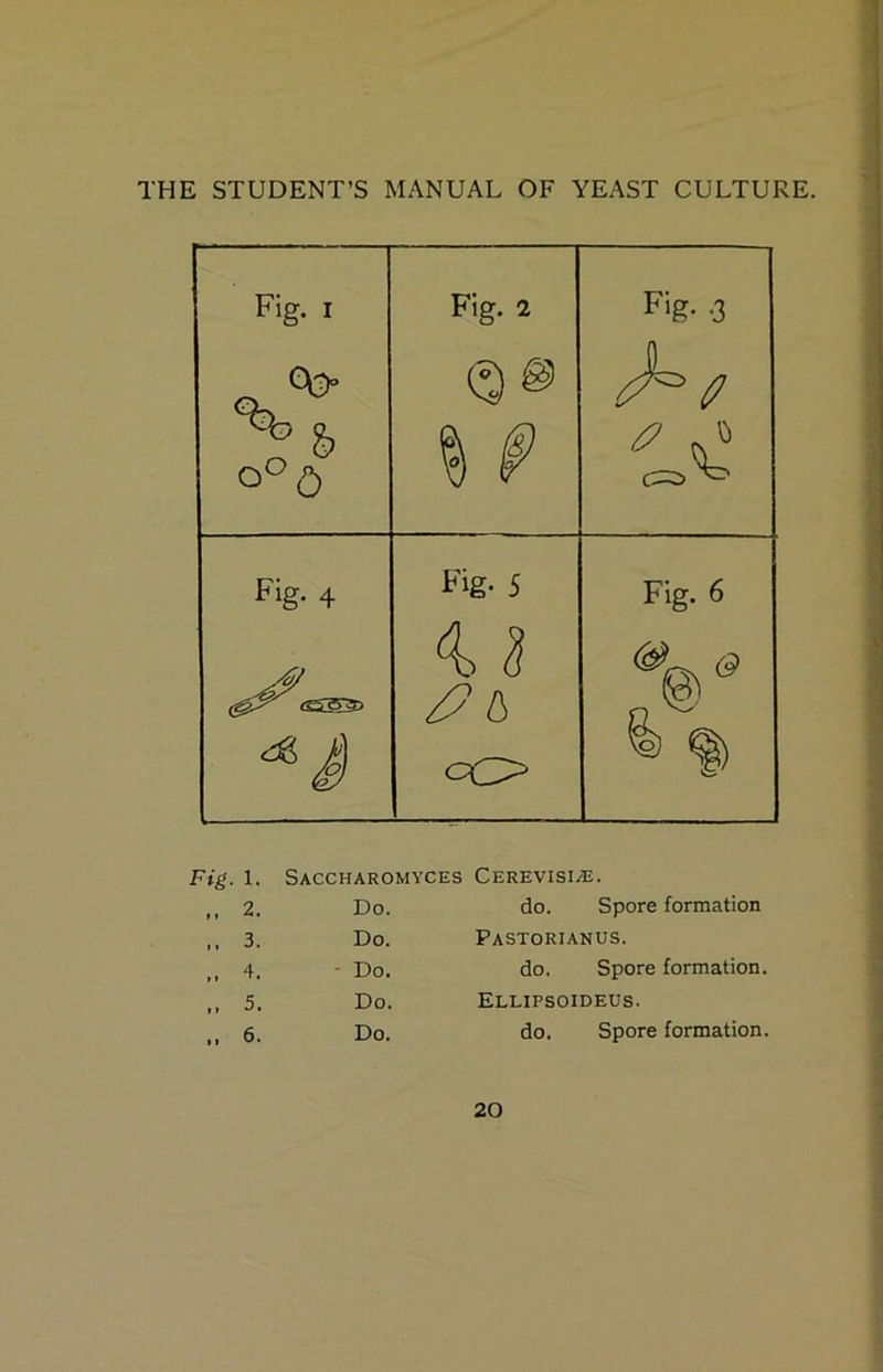 Fig. I Fig. 2 Fig. <3 ^ & (3® Fig. 4 Fig. 5 Fig. 6 (0^^SS253> 4. ^ /’o cC> ^ f) 1. Saccharomyces CEREVISI/E. .. 2. Do. do. Spore formation .. 3. Do. Pastorianus. .. 4. - Do. do. Spore formation. .. 5. Do. Ellipsoideus. .. 6. Do. do. Spore formation.