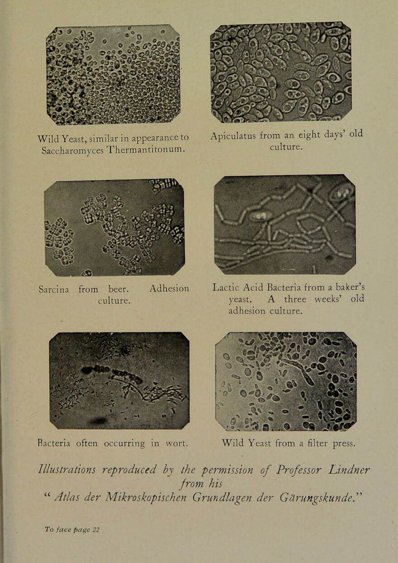 Wild Yeast, similar in appearance to Saccharomyces Thermantitonum. Apiculatus from an eight days old culture. Sarcina from beer. Adhesion culture. Lactic Acid Bacteria from a baker’s yeast. A three weeks’ old adhesion culture. bacteria often occurring in wort. Wild Yeast from a filter press. Illustrations reproduced by the permission of Professor Lindner jrom his “ Atlas der Mikroskopischen Grundlagen der Gctrungskunde. To face page 22