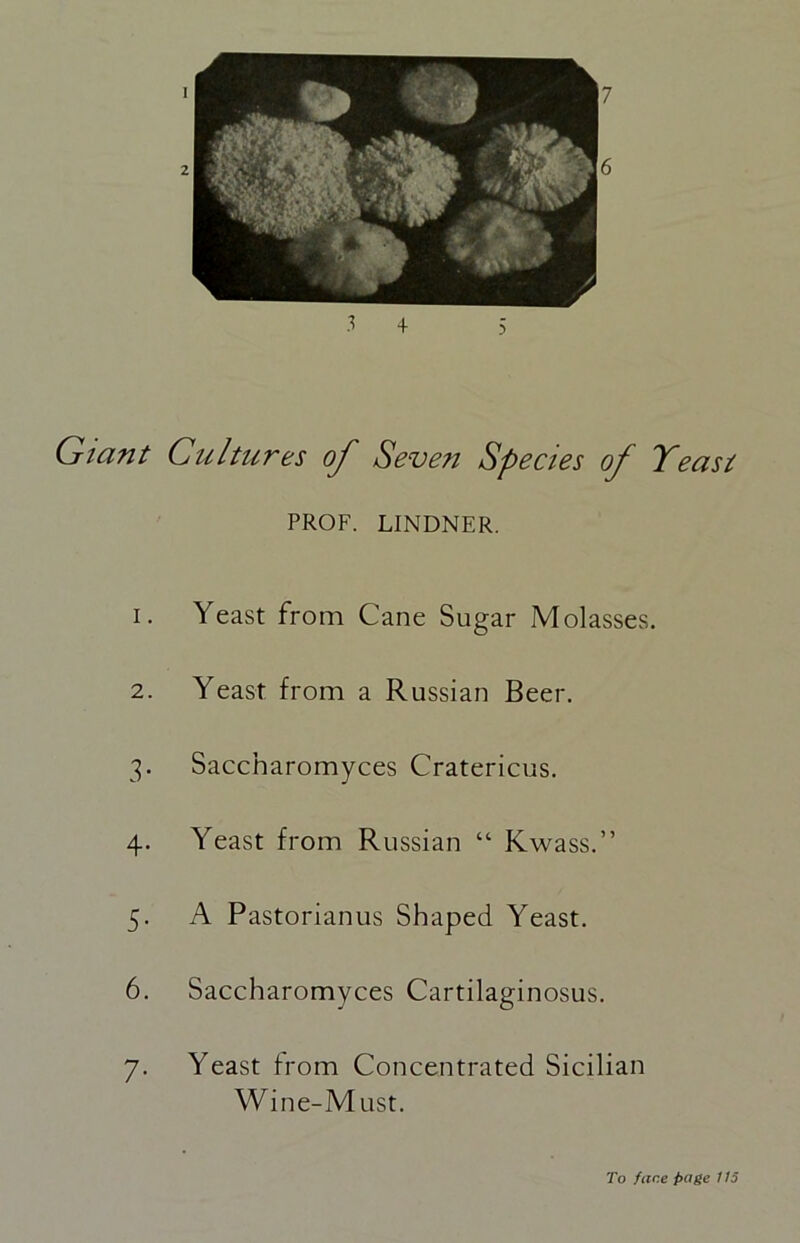 1 7 Giant Cultures of Seven Species of Yeast PROF. LINDNER. 1. Yeast from Cane Sugar Molasses. 2. Yeast from a Russian Beer. 3. Saccharomyces Cratericus. 4. Yeast from Russian “ Kwass.” 5. A Pastorianus Shaped Yeast. 6. Saccharomyces Cartilaginosus. 7. Yeast from Concentrated Sicilian Wine-Must. To fane page 115