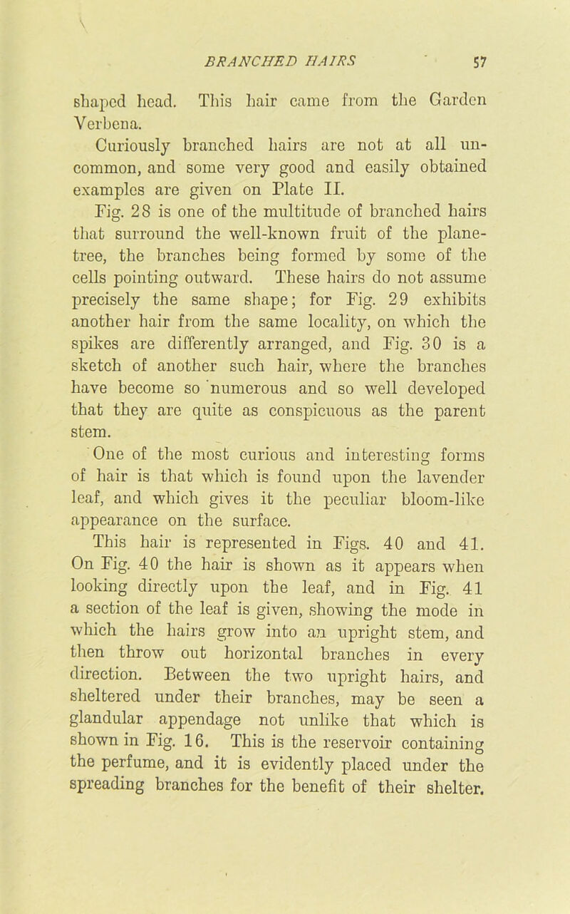 shaped head. This hair came from the Garden Verbena. Curiously branched hairs are not at all un- common, and some very good and easily obtained examples are given on Plate II. Fig. 28 is one of the multitude of branched hairs that surround the well-known fruit of the plane- tree, the branches being formed by some of the cells pointing outward. These hairs do not assume precisely the same shape; for Fig. 29 exhibits another hair from the same locality, on which the spikes are differently arranged, and Fig. 30 is a sketch of another such hair, where the branches have become so numerous and so well developed that they are quite as conspicuous as the parent stem. One of the most curious and interesting forms of hair is that which is found upon the lavender leaf, and which gives it the peculiar bloom-like appearance on the surface. This hair is represented in Figs. 40 and 41. On Fig. 40 the hair is shown as it appears when looking directly upon the leaf, and in Fig. 41 a section of the leaf is given, showing the mode in which the hairs grow into an upright stem, and then throw out horizontal branches in every direction. Between the two upright hairs, and sheltered under their branches, may be seen a glandular appendage not unlike that which is shown in Fig. 16. This is the reservoir containing the perfume, and it is evidently placed under the spreading branches for the benefit of their shelter.