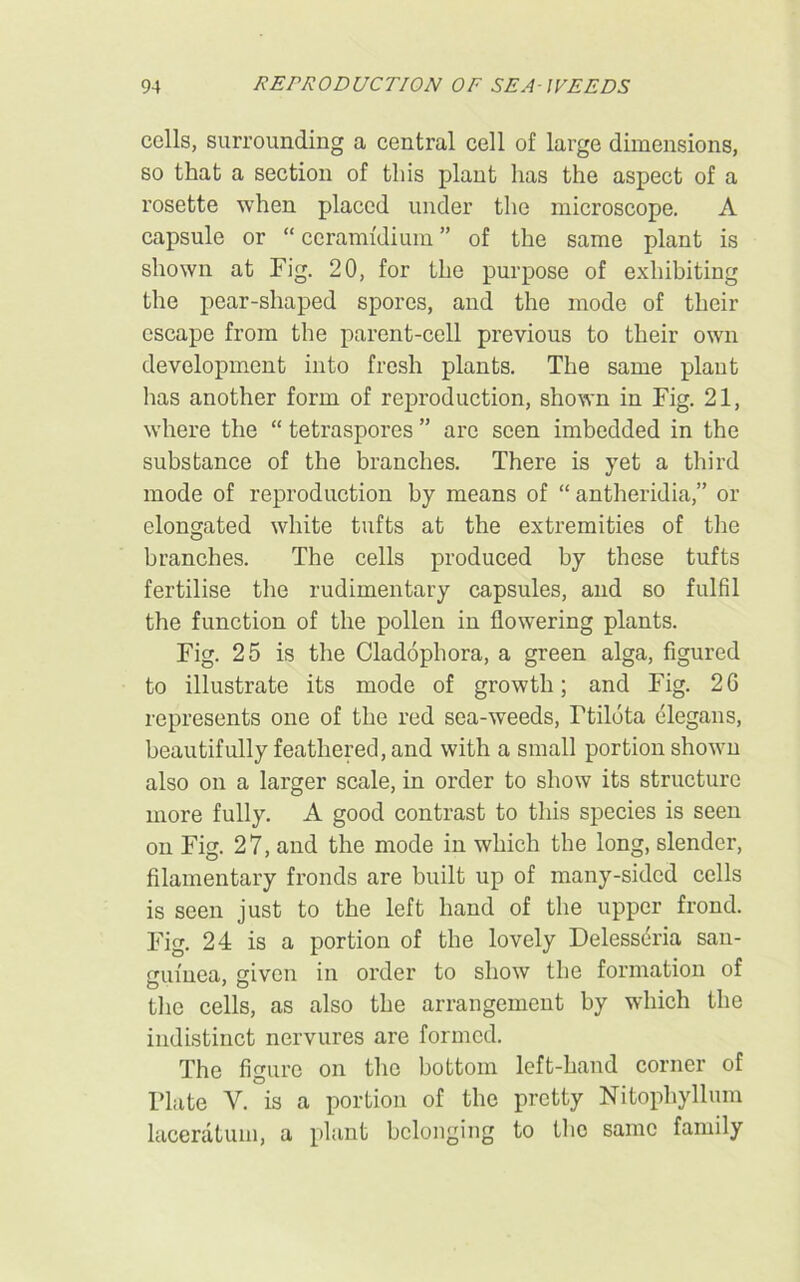 cells, surrounding a central cell of large dimensions, so that a section of this plant has the aspect of a rosette when placed under the microscope. A capsule or “ coramfdium ” of the same plant is shown at Fig. 20, for the purpose of exhibiting the pear-shaped spores, and the mode of their escape from the parent-cell previous to their own development into fresh plants. The same plant has another form of reproduction, shown in Fig. 21, where the “ tetraspores ” arc seen imbedded in the substance of the branches. There is }Tet a third mode of reproduction by means of “ antheridia,” or elongated white tufts at the extremities of the branches. The cells produced by these tufts fertilise the rudimentary capsules, and so fulfil the function of the pollen in flowering plants. Fig. 25 is the Cladophora, a green alga, figured to illustrate its mode of growth; and Fig. 2G represents one of the red sea-weeds, Ttildta elegans, beautifully feathered, and with a small portion shown also on a larger scale, in order to show its structure more fully. A good contrast to this species is seen on Fig. 27, and the mode in which the long, slender, filamentary fronds are built up of many-sided cells is seen just to the left hand of the upper frond. Fig. 24 is a portion of the lovely Delesseria san- guinea, given in order to show the formation of the cells, as also the arrangement by which the indistinct nervures are formed. The figure on the bottom left-hand corner of Plate V. is a portion of the pretty Nitophyllum laceratum, a plant belonging to the same family