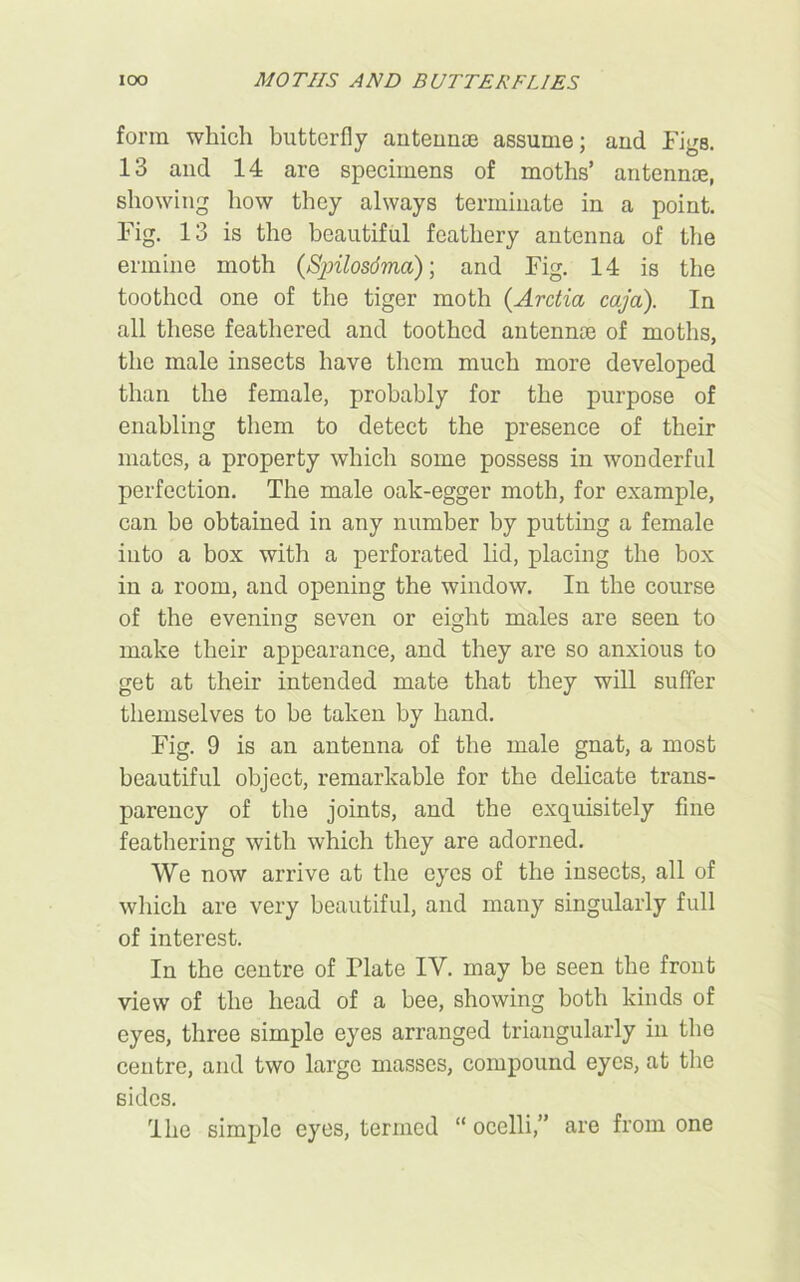 IOO MOTHS AND BUTTERFLIES form which butterfly antennae assume; and Figs. 13 and 14 are specimens of moths’ antennae, showing how they always terminate in a point. Fig. 13 is the beautiful feathery antenna of the ermine moth (Spilosdma); and Fig. 14 is the toothed one of the tiger moth (Arctia caja). In all these feathered and toothed antennae of moths, the male insects have them much more developed than the female, probably for the purpose of enabling them to detect the presence of their mates, a property which some possess in wonderful perfection. The male oak-egger moth, for example, can be obtained in any number by putting a female into a box with a perforated lid, placing the box in a room, and opening the window. In the course of the evening seven or eight males are seen to make their appearance, and they are so anxious to get at their intended mate that they will suffer themselves to be taken by hand. Fig. 9 is an antenna of the male gnat, a most beautiful object, remarkable for the delicate trans- parency of the joints, and the exquisitely fine feathering with which they are adorned. We now arrive at the eyes of the insects, all of which are very beautiful, and many singularly full of interest. In the centre of Flate IV. may be seen the front view of the head of a bee, showing both kinds of eyes, three simple eyes arranged triangularly in the centre, and two large masses, compound eyes, at the sides. The simple eyes, termed “ocelli,” are from one