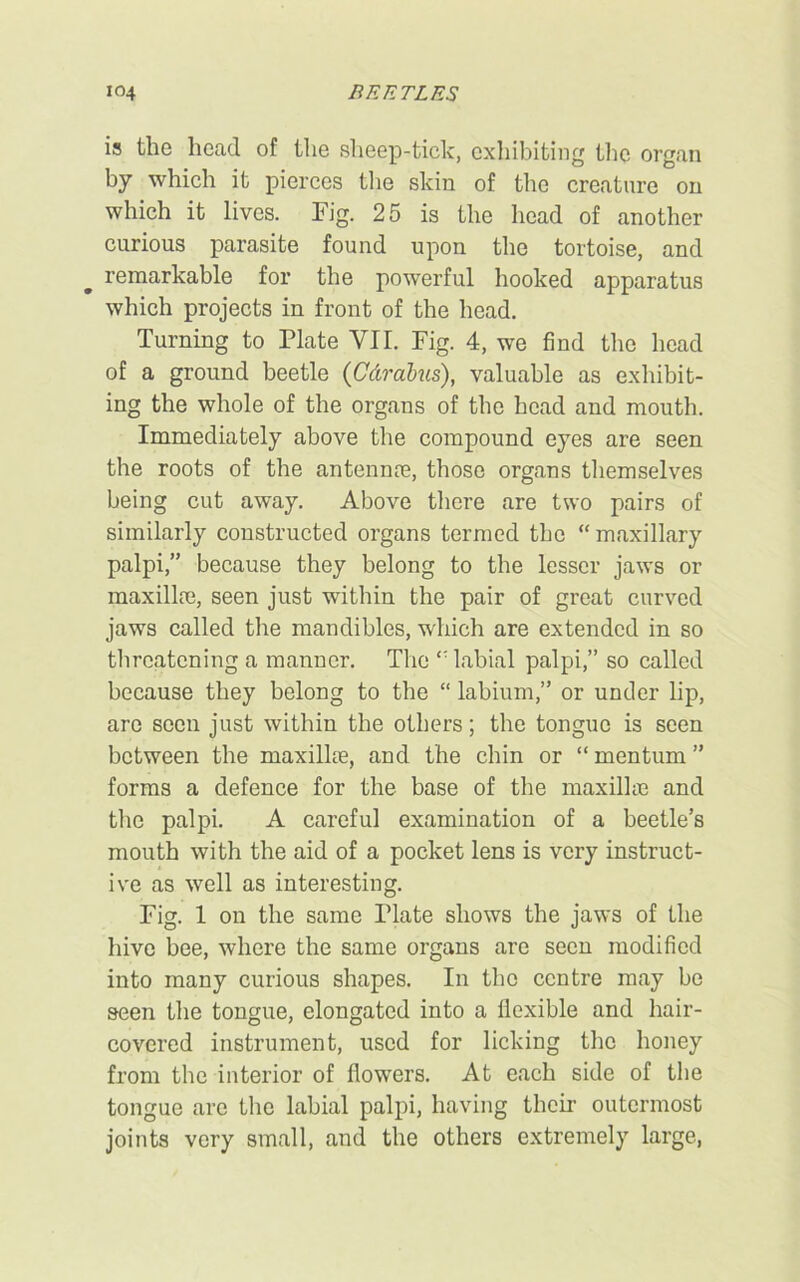 is the head of the sheep-tick, exhibiting the organ by which it pierces the skin of the creature on which it lives. Fig. 25 is the head of another curious parasite found upon the tortoise, and remarkable for the powerful hooked apparatus which projects in front of the head. Turning to Plate VII. Fig. 4, we find the head of a ground beetle (C&rabus), valuable as exhibit- ing the whole of the organs of the head and mouth. Immediately above the compound eyes are seen the roots of the antennre, those organs themselves being cut away. Above there are two pairs of similarly constructed organs termed the “ maxillary palpi,” because they belong to the lesser jaws or maxilla}, seen just within the pair of great curved jaws called the mandibles, which are extended in so threatening a manner. The labial palpi,” so called because they belong to the “ labium,” or under lip, are seen just within the others; the tongue is seen between the maxilke, and the chin or “ mentum ” forms a defence for the base of the maxilke and the palpi. A careful examination of a beetle’s mouth with the aid of a pocket lens is very instruct- ive as well as interesting. Fig. 1 on the same Plate shows the jaws of the hive bee, where the same organs are seen modified into many curious shapes. In the centre may be seen the tongue, elongated into a flexible and hair- covered instrument, used for licking the honey from the interior of flowers. At each side of the tongue arc the labial palpi, having their outermost joints very small, and the others extremely large,