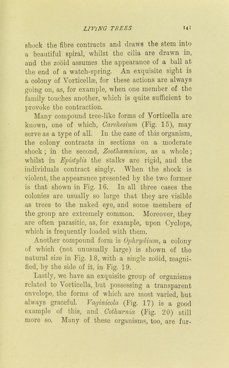 LIVING TREES 142 shock the fibre contracts and draws the stem into a beautiful spiral, whilst the cilia are drawn in, and the zooid assumes the appearance of a ball at the end of a watch-spring. An exquisite sight is a colony of Vorticellae, for these actions are always going on, as, for example, when one member of the family touches another, which is quite sufficient to provoke the contraction. Many compound tree-like forms of Vorticella are known, one of which, Carchesium (Fig. 15), may serve as a type of all. I11 the case of this organism, the colony contracts in sections on a moderate shock ; in the second, Zoothamnium, as a whole; whilst in Epistylis the stalks are rigid, and the individuals contract singly. When the shock is violent, the appearance presented by the two former is- that shown in Fig. 16. In all three cases the colonies are usually so large that they are visible as trees to the naked eye, and some members of the group are extremely common. Moreover, they are often parasitic, as, for example, upon Cyclops, which is frequently loaded with them. Another compound form is Ophrydium, a colony of which (not unusually large) is shown of the natural size in Fig. 18, with a single zooid, magni- fied, by the side of it, in Fig. 19. Lastly, we have an exquisite group of organisms related to Vorticella, but possessing a transparent envelope, the forms of which are most varied, but always graceful. Vayinicola (Fig. 17) is a good example of this, and Cothurnia (Fig. 20) still more so. Many of these organisms, too, are fur-