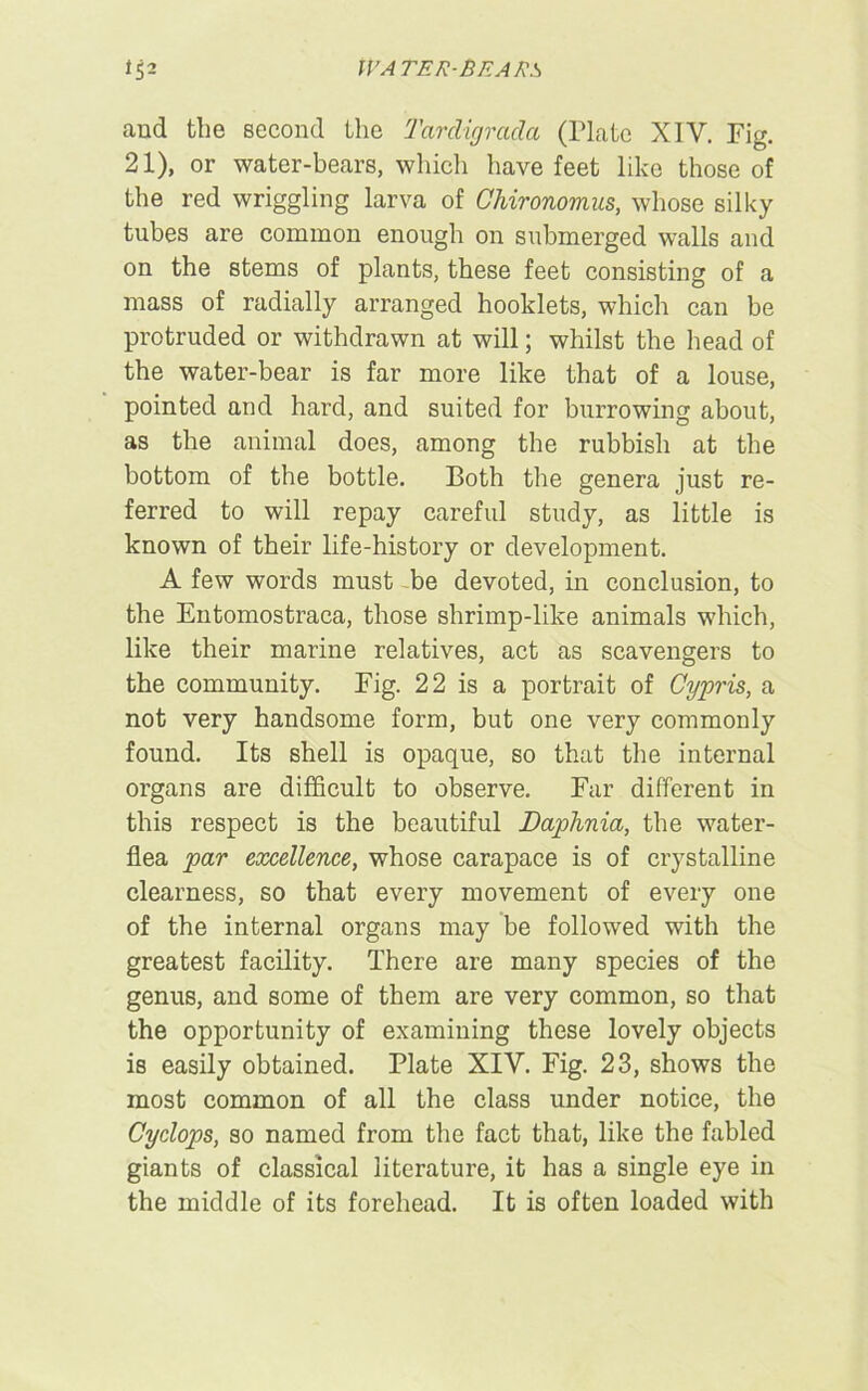 and the second the Tardigracla (Plate XIV. Fig. 21), or water-bears, which have feet like those of the red wriggling larva of Cliironomas, whose silky tubes are common enough on submerged walls and on the stems of plants, these feet consisting of a mass of radially arranged hooklets, which can be protruded or withdrawn at will; whilst the head of the water-bear is far more like that of a louse, pointed and hard, and suited for burrowing about, as the animal does, among the rubbish at the bottom of the bottle. Both the genera just re- ferred to will repay careful study, as little is known of their life-history or development. A few words must be devoted, in conclusion, to the Entomostraca, those shrimp-like animals which, like their marine relatives, act as scavengers to the community. Fig. 22 is a portrait of Cypris, a not very handsome form, but one very commonly found. Its shell is opaque, so that the internal organs are difficult to observe. Far different in this respect is the beautiful Daphnia, the water- flea par excellence, whose carapace is of crystalline clearness, so that every movement of every one of the internal organs may be followed with the greatest facility. There are many species of the genus, and some of them are very common, so that the opportunity of examining these lovely objects is easily obtained. Plate XIV. Fig. 23, shows the most common of all the class under notice, the Cyclops, so named from the fact that, like the fabled giants of classical literature, it has a single eye in the middle of its forehead. It is often loaded with