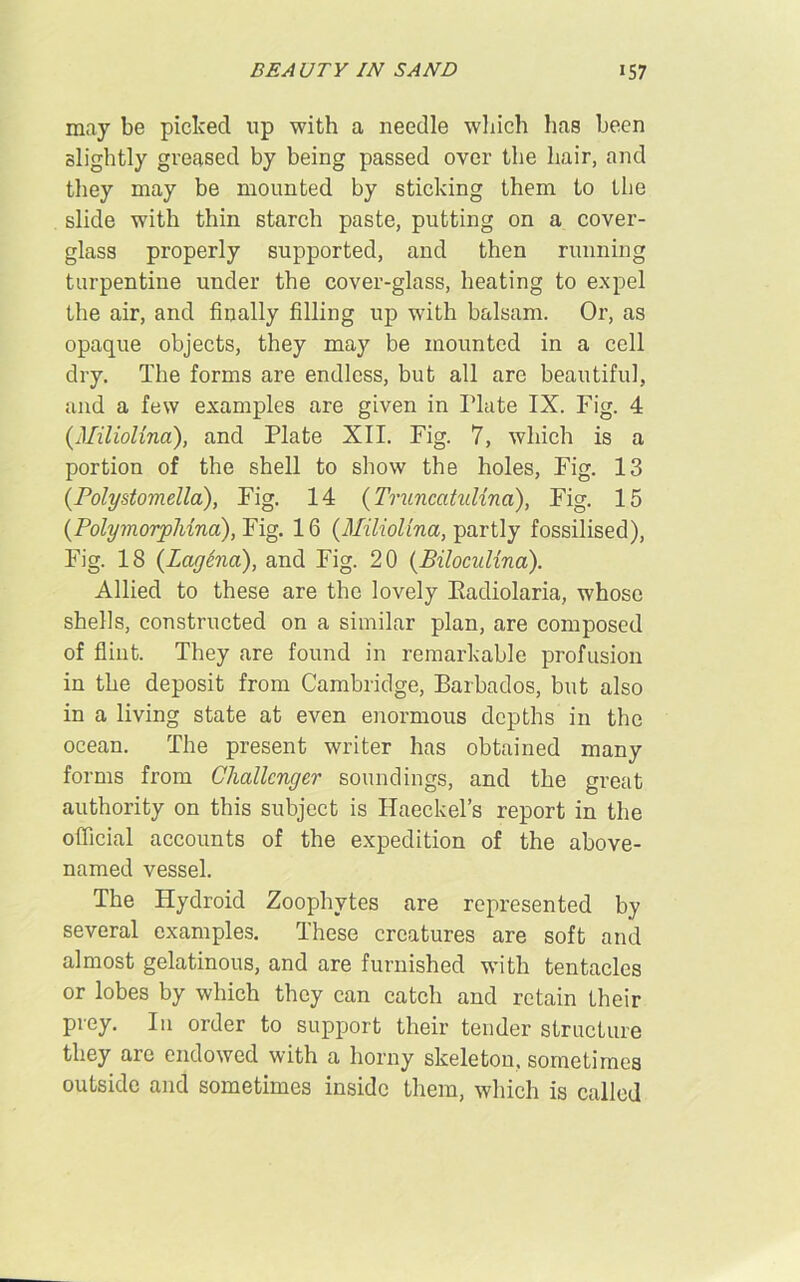 may be picked up with a needle which has been slightly greased by being passed over the hair, and they may be mounted by sticking them to the slide with thin starch paste, putting on a cover- glass properly supported, and then running turpentine under the cover-glass, heating to expel the air, and finally filling up with balsam. Or, as opaque objects, they may be mounted in a cell dry. The forms are endless, but all are beautiful, and a few examples are given in Plate IX. Fig. 4 (Miliolina), and Plate XII. Fig. 7, which is a portion of the shell to show the holes, Fig. 13 (Polystomella), Fig. 14 (Truncatulina), Fig. 15 (Polymorphina), Fig. 16 (Miliolina, partly fossilised), Fig. 18 (Lagina), and Fig. 20 (Biloculina). Allied to these are the lovely Kadiolaria, whose shells, constructed on a similar plan, are composed of flint. They are found in remarkable profusion in the deposit from Cambridge, Barbados, but also in a living state at even enormous depths in the ocean. The present writer has obtained many forms from Challenger soundings, and the great authority on this subject is Haeckel’s report in the official accounts of the expedition of the above- named vessel. The Hydroid Zoophytes are represented by several examples. These creatures are soft and almost gelatinous, and are furnished with tentacles or lobes by which they can catch and retain their prey. In order to support their tender structure they arc endowed with a horny skeleton, sometimes outside and sometimes inside them, which is called