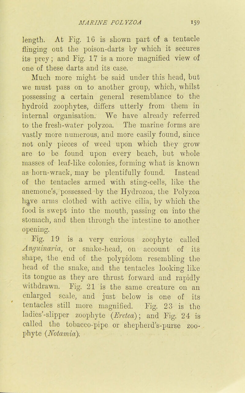 length. At Fig. 1G is shown part of a tentacle flinging out the poison-darts by which it secures its prey; and Fig. 17 is a more magnified view of one of these darts and its case. Much more might be said under this head, but we must pass on to another group, which, whilst possessing a certain general resemblance to the hydroid zoophytes, differs utterly from them in internal organisation. We have already referred to the fresh-water polyzoa. The marine forms are vastly more numerous, and more easily found, since not only pieces of weed upon which they grow are to be found upon every beach, but whole masses of leaf-like colonies, forming what is known as horn-wrack, may be plentifully found. Instead of the tentacles armed with sting-cells, like the anemone’s, possessed by the Hydrozoa, the Polyzoa li^ve arms clothed with active cilia, by which the food is swept into the mouth, passing on into the stomach, and then through the intestine to another opening. Fig. 19 is a very curious zoophyte called Anrjuinarm, or snake-head, on account of its shape, the end of the polypidom resembling the head of the snake, and the tentacles looking like its tongue as they are thrust forward and rapidly withdrawn. Fig. 21 is the same creature on an enlarged scale, and just below is one of its tentacles still more magnified. Fig. 23 is the ladies’-slipper zoophyte (Erctca); and Fig. 24 is called the tobacco-pipe or shepherd’s-purse zoo- phyte (Notamia).