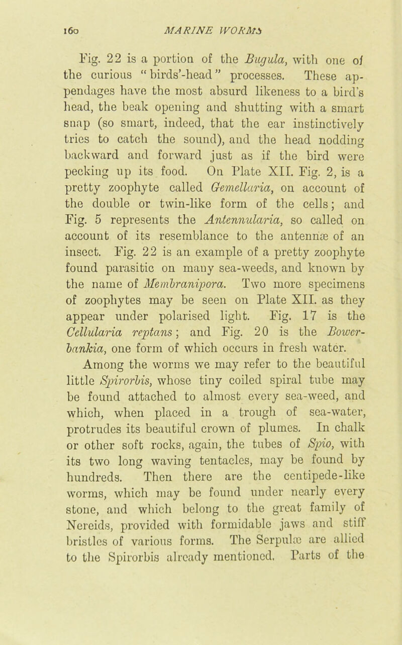 i6o MARINE IVOR M3 Fig. 22 is a portion of the Bugula, with one oi the curious “ birds’-head ” processes. These ap- pendages have the most absurd likeness to a bird's head, the beak opening and shutting with a smart snap (so smart, indeed, that the ear instinctively tries to catch the sound), and the head nodding backward and forward just as if the bird were pecking up its food. On Plate XII. Fig. 2, is a pretty zoophyte called Gemelluria, on account of the double or twin-like form of the cells; and Fig. 5 represents the Antennularia, so called on account of its resemblance to the antenrite of an insect. Fig. 22 is an example of a pretty zoophyte found parasitic on many sea-weeds, and known by the name of Membranipora. Two more specimens of zoophytes may be seen on Plate XII. as they appear under polarised light. Fig. 17 is the Ccllularia reptans; and Fig. 20 is the JBowcr- bankia, one form of which occurs in fresh water. Among the worms we may refer to the beautiful little Spirorbis, whose tiny coiled spiral tube may be found attached to almost every sea-weed, and which, when placed in a trough of sea-water, protrudes its beautiful crown of plumes. In chalk or other soft rocks, again, the tubes of Spio, with its two long waving tentacles, may be found by hundreds. Then there are the centipede-like worms, which may be found under nearly every stone, and which belong to the great family of Nereids, provided with formidable jaws and stiff bristles of various forms. The Serpulce are allied to the Spirorbis already mentioned. Parts of the