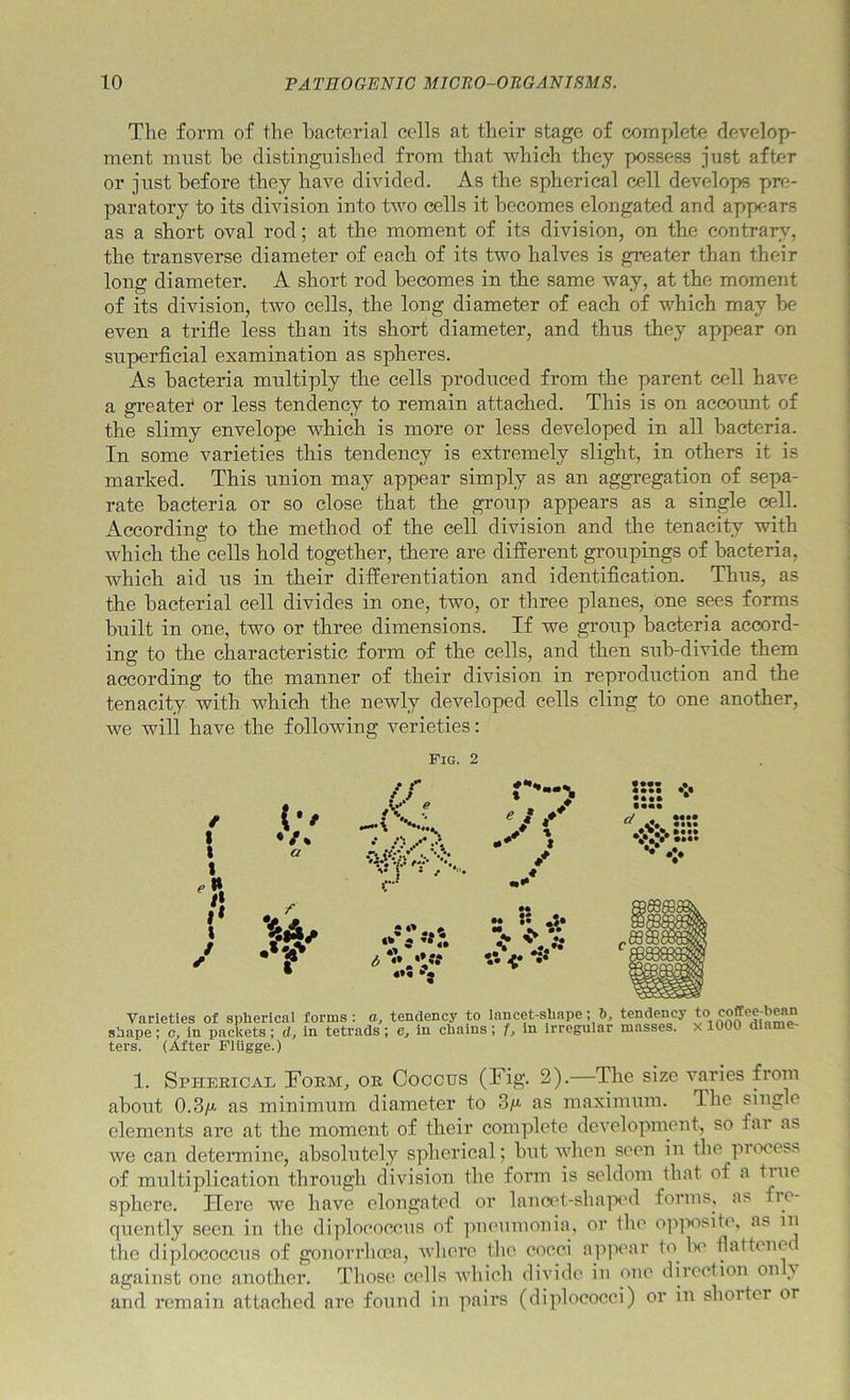 The form of the hacterial cells at their stage of complete develop- ment must he distinguished from that which they possess just after or just before they have divided. As the spherical cell develops pre- paratory to its division into two cells it becomes elongated and appears as a short oval rod; at the moment of its division, on the contrary, the transverse diameter of each of its two halves is greater than their long diameter. A short rod becomes in the same way, at the moment of its division, two cells, the long diameter of each of which may he even a trifle less than its short diameter, and thus they appear on superflcial examination as spheres. As bacteria multiply the cells produced from the parent cell have a greater or less tendency to remain attached. This is on account of the slimy envelope which is more or less developed in all bacteria. In some varieties this tendency is extremely slight, in others it is marked. This union may appear simply as an aggregation of sepa- rate bacteria or so close that the group appears as a single cell. According to the method of the cell division and the tenacity with which the cells hold together, there are different groupings of bacteria, which aid us in their differentiation and identiflcation. Thus, as the bacterial cell divides in one, two, or three planes, one sees forms built in one, two or three dimensions. If we group bacteria accord- ing to the characteristic form of the cells, and then sub-divide them according to the manner of their division in reproduction and the tenacity with which the newly developed cells cling to one another, we will have the following verieties: Fig. 2 b' /• •*'4' // •• y fv- '• I * / *0 0, 4*S e J * 7 « :: ^ •/. *5* •••• «••• •••• Varieties of spherical forms : a, tendency to lancet-shape; b, tendency shape; c, in packets; d, in tetrads; Cj in chains; f, in irregular masses, ters. (After Fliigge.) to coffee-bean X 1000 diame- 1. SpHEEiCAn Form, or Coccus (Fig- 2).—The size varies from about 0.3/1 as minimum diameter to 3/^ as maximum. The single elements are at the moment of their complete development, so far as we can determine, absolutely spherical; but wlien seen in the piocess of multiplication through division the form is seldom lhat of a true sphere. Here we have elongated or lauafl-shaiic'd forms, as fre- quently seen in the diploeocciis of pmnimouia, or the op]'»osite, as in the diplococcus of gonorrhoea, where the cocci appear to H flattene against one another. Those cells which divide iu one direction on i and remain attached are found in pairs (diplococci) or in shorter or