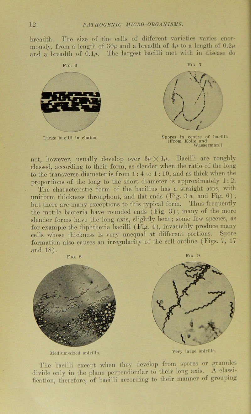 breadth. The size of the cells of different varieties varies enor- mously, from a length of 30/x and a breadth of V t/> a length of 0.2/x and g breadth of 6.1/^. The largest bacilli met with in disease do Fig. 6 Large bacilli in chains. Fig. 7 Spores in centre of bacilli. (From Kolle and Wasserman.) not, however, usually develop over 3/a X 1/^- Bacilli are roughly classed, according to their form, as slender when the ratio of the long to the transverse diameter is from 1: 4 to 1: 10, and as thick when tlie j^roportions of the long to the short diameter is approximately 1:2. The characteristic form of the bacillus has a straight axis, with uniform thickness throughout, and flat ends (Fig. 3 a, and Fig. 0) ; but there are many exceptions to this typical form. Thus frequently the motile bacteria have rounded ends (Fig. 3) ; many of the more slender forms have the long axis, slightly bent; some few species, as for example the diphtheria bacilli (Fig. 4), invariably produce many cells whose thickness is very unequal at different portions. Spore formation also causes an irregailarity of the cell outline (Figs. (, 17 and 18). Fig. S Fig. 9 Medium-sized spirilla. Ver.v large spirilla. dive bacilli excc]it when they develop from sjxu’es^ or gianuleb divide only in the ])lane peiqiendicular to their long axis. A classi- fication, therefore, of bacilli according to their manner of giouping