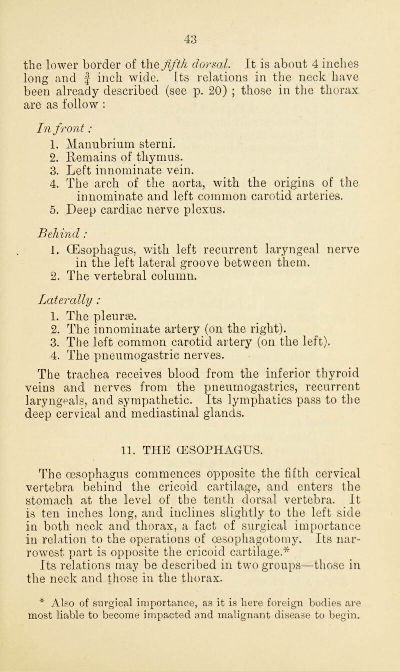 the lower border of the fifth dorsal. It is about 4 inches long and J inch wide. Its relations in the neck have been already described (see p. 20) ; those in the thorax are as follow : In front: 1. Manubrium sterni. 2. Remains of thymus. 3. Left innominate vein. 4. The arch of the aorta, with the origins of the innominate and left common carotid arteries. 5. Deep cardiac nerve plexus. Behind: 1. (Esophagus, with left recurrent laryngeal nerve in the left lateral groove between them. 2. The vertebral column. Laterally: 1. The pleurae. 2. The innominate artery (on the right). 3. The left common carotid artery (on the left). 4. The pneumogastric nerves. The trachea receives blood from the inferior thyroid veins and nerves from the pneuinogastrics, recurrent laryngeals, and sympathetic. Its lymphatics pass to the deep cervical and mediastinal glands. 11. THE (ESOPHAGUS. The oesophagus commences opposite the fifth cervical vertebra behind the cricoid cartilage, and enters the stomach at the level of the tenth dorsal vertebra. It is ten inches long, and inclines slightly to the left side in both neck and thorax, a fact of surgical importance in relation to the operations of oesophagotomy. Its nar- rowest part is opposite the cricoid cartilage.* Its relations may be described in two groups—those in the neck and those in the thorax. * Also of surgical importance, as it is here foreign bodies are most liable to become impacted and malignant disease to begin.