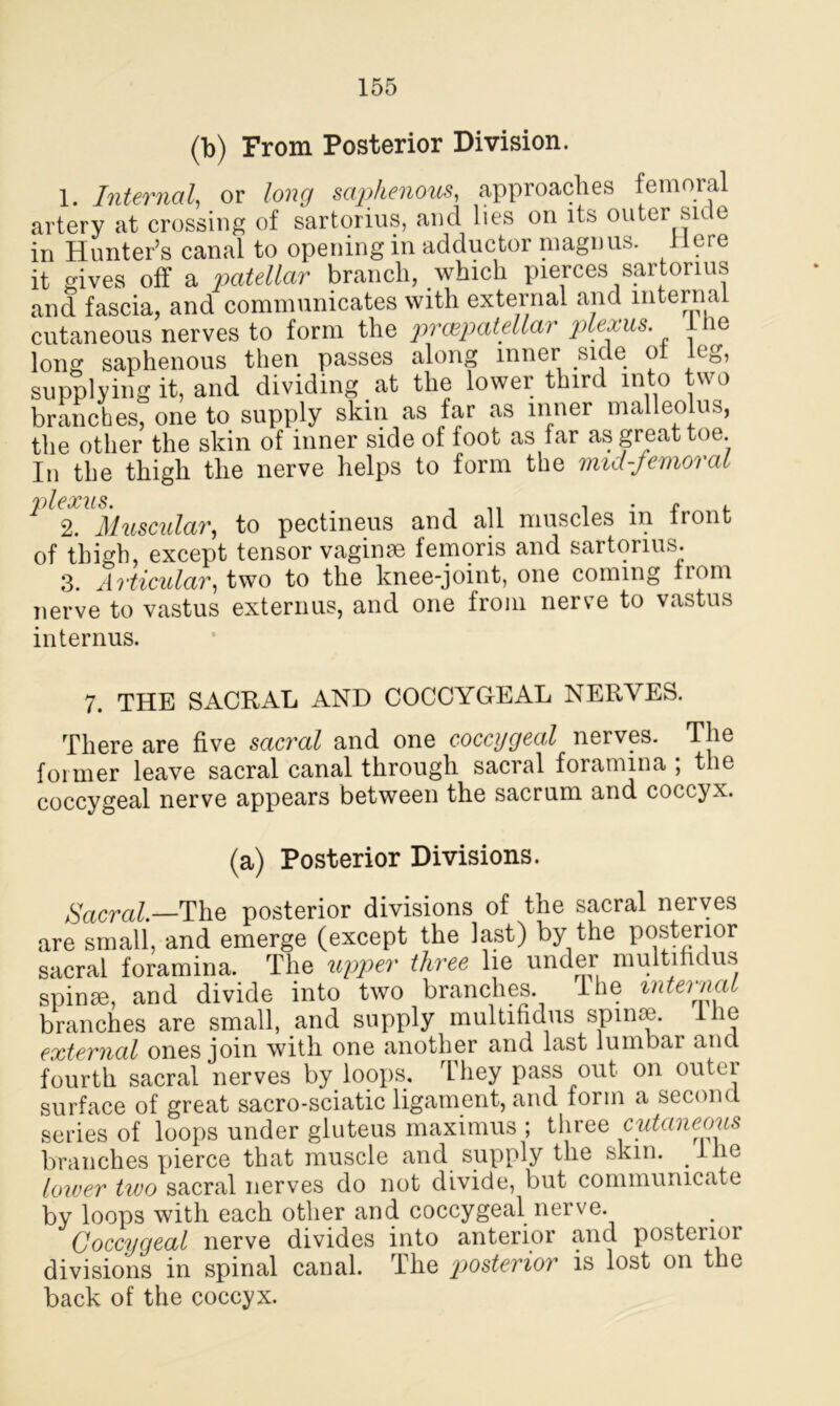 (b) From Posterior Division. 1. Internal, or long saphenous, approaches femoral artery at crossing of sartorius, and lies on its outer side in Hunter’s canal to opening in adductor magi)us. Here it gives off a patellar branch, which pierces sartorius and fascia, and communicates with external and internal cutaneous nerves to form the prcepatellar plexus. ic long saphenous then passes along inner side ol leg, supplying it, and dividing at the lower third m u wo branches, one to supply skin as far as inner malleolus, the other the skin of inner side of foot as far as great toe. In the thigh the nerve helps to form the mia-jemoral vlexus 2. Muscular, to pectineus and all muscles in front of thigh, except tensor vaginae femoris and sartorius. 3. Articular, two to the knee-joint, one coming itom nerve to vastus externus, and one from nerve to vastus internus. 7. THE SACRAL AND COCCYGEAL NERVES. There are five sacral and one coccygeal nerves. The former leave sacral canal through sacral foramina ; the coccygeal nerve appears between the sacrum and coccyx. (a) Posterior Divisions. Sacral.—The posterior divisions of the sacral nerves are small, and emerge (except the last) by the posterior sacral foramina. The upper three lie under multifidus spinrn, and divide into two branches. I he intei na branches are small, and supply multifidus spinoc. lhc external ones join with one another and last lumbar ancl fourth sacral nerves by loops. They pass out on outer surface of great sacro-sciatic ligament, and torm a second series of loops under gluteus maximus ; three cutaneous branches pierce that muscle and supply the skin, the lower tivo sacral nerves do not divide, but communicate by loops with each other and coccygeal nerve. Coccygeal nerve divides into anterior and posterior divisions in spinal canal. The posterior is lost on the back of the coccyx.