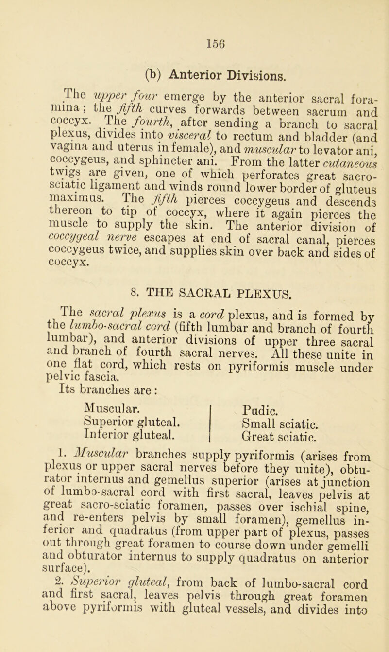 15G (b) Anterior Divisions. The upper four emerge by the anterior sacral fora- mina ; the fifth curves forwards between sacrum and coccyx. The fourth, after sending a branch to sacral plexus, divides into visceral to rectum and bladder (and vagina and uterus in female), and muscular to levator ani, coccygeus, and sphincter ani. From the latter cutaneous twigs are given, one of which perforates great sacro- sciatic ligament and winds round lower border of gluteus maxim us. The fifth pierces coccygeus and descends thereon to tip of coccyx, where it again pierces the muscle to supply the skin. The anterior division of coccygeal nerve escapes at end of sacral canal, pierces coccygeus twice, and supplies skin over back and sides of coccyx. 8. THE SACRAL PLEXUS. 1 he sacral plexus is a cord plexus, and is formed by the lumbo-sacral cord (fifth lumbar and branch of fourth lumbar), and anterior divisions of upper three sacral and branch of fourth sacral nerves. All these unite in one fiat cord, which rests on pyriformis muscle under pelvic fascia. Its branches are: Muscular. Superior gluteal. Inferior gluteal. Pudic. Small sciatic. Great sciatic. 1. Muscular branches supply pyriformis (arises from plexus or upper sacral nerves before they unite), obtu- rator interims and gemellus superior (arises at junction of lumbo-sacral cord with first sacral, leaves pelvis at great sacro-sciatic foramen, passes over ischial spine, and re-enters pelvis by small foramen), gemellus in- terior and quadratus (from upper part of plexus, passes out through great foramen to course down under gemelli and obturator interims to supply quadratus on anterior surface). 2. Superior gluteal, from back of lumbo-sacral cord and first sacral, leaves pelvis through great foramen above pyriformis with gluteal vessels, and divides into