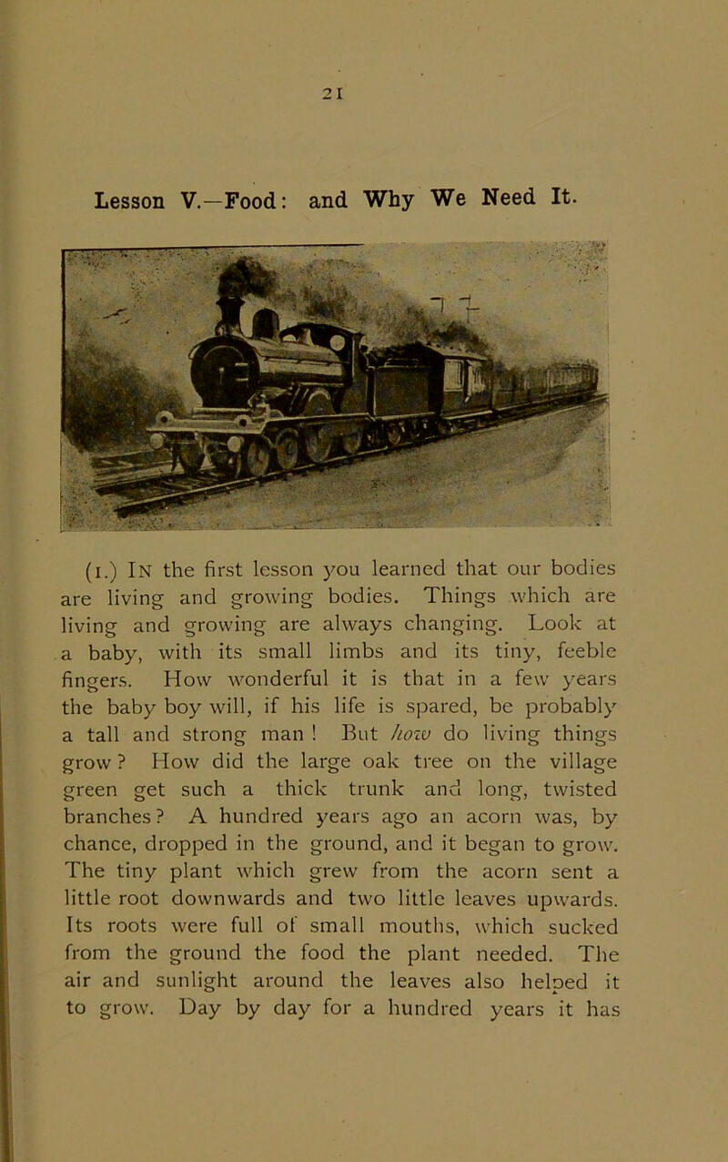 Lesson V.—Food: and Why We Need It. (i.) In the first lesson you learned that our bodies are living and growing bodies. Things which are living and growing are always changing. Look at a baby, with its small limbs and its tiny, feeble fingers. How wonderful it is that in a few years the baby boy will, if his life is spared, be probably a tall and strong man ! But how do living things grow ? How did the large oak tree on the village green get such a thick trunk and long, twisted branches? A hundred j'ears ago an acorn was, by chance, dropped in the ground, and it began to grow. The tiny plant which grew from the acorn sent a little root downwards and two little leaves upwards. Its roots were full of small mouths, which sucked from the ground the food the plant needed. The air and sunlight around the leaves also helped it to grow. Day by day for a hundred years it has
