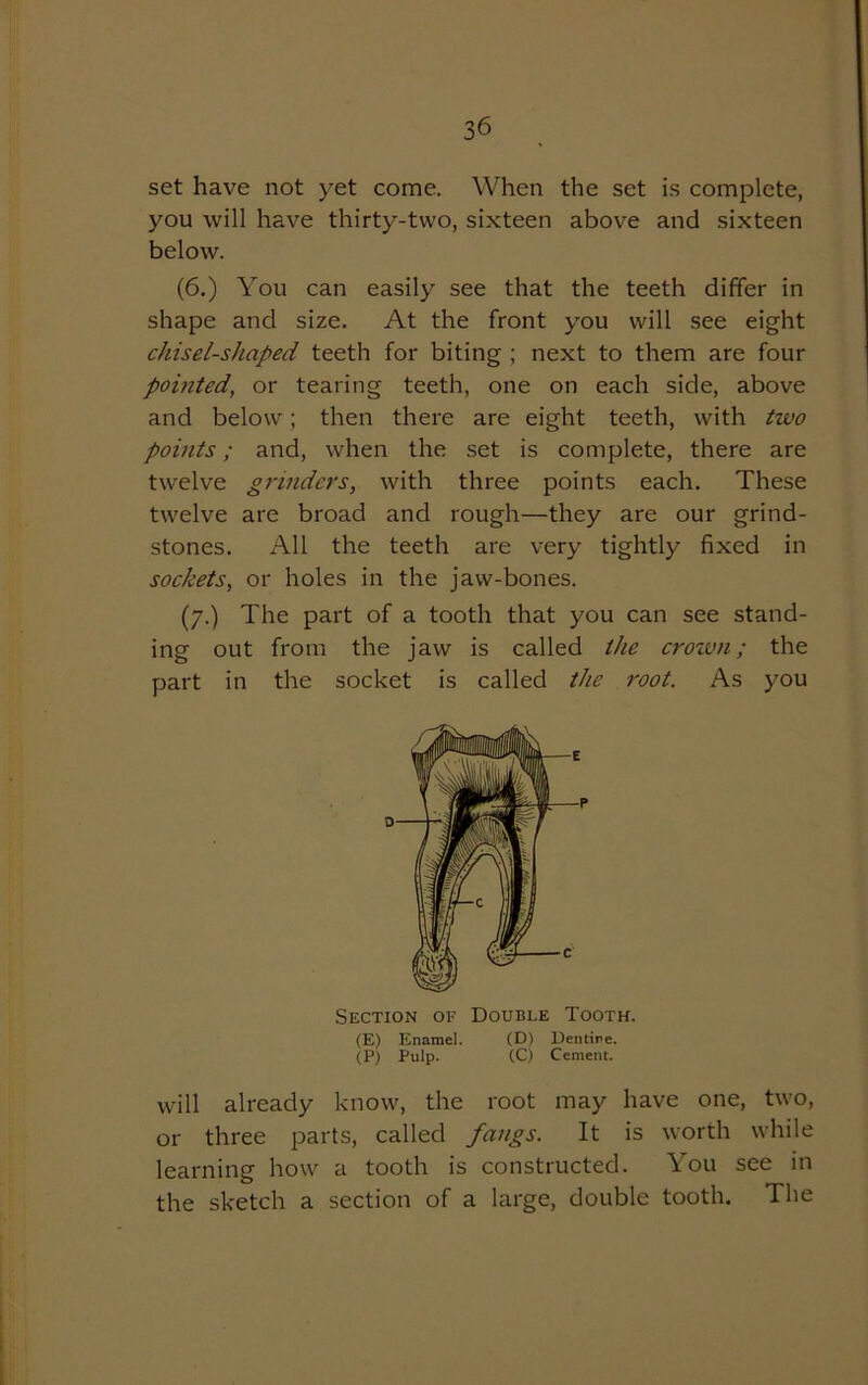 set have not yet come. When the set is complete, you will have thirty-two, sixteen above and sixteen below. (6.) You can easily see that the teeth differ in shape and size. At the front you will see eight chisel-shaped teeth for biting ; next to them are four pointed, or tearing teeth, one on each side, above and below; then there are eight teeth, with two points; and, when the set is complete, there are twelve grinders, with three points each. These twelve are broad and rough—they are our grind- stones. All the teeth are very tightly fixed in sockets, or holes in the jaw-bones. (7.) The part of a tooth that you can see stand- ing out from the jaw is called the crown; the part in the socket is called the root. As you Section of Double Tooth. (E) Enamel. (D) Dentine. (P) Pulp. (C) Cement. will already know, the root may have one, two, or three parts, called fangs. It is worth while learning how a tooth is constructed. You see in the sketch a section of a large, double tooth. The