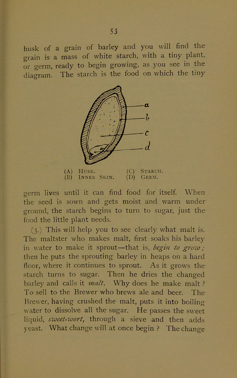 husk of a grain of barley and you will find the grain is a mass of white starch, with a tiny plant, or germ, ready to begin growing, as you see in the diagram. The starch is the food on which the tiny (A) Husk. (C) Starch. (B) Inner Skin. (D) Germ. 2-erm lives until it can find food for itself. When o the seed is sown and gets moist and warm under ground, the starch begins to turn to sugar, just the food the little plant needs. (3.) This will help you to see clearly what malt is. The maltster who makes malt, first soaks his barley in water to make it sprout—that is, begin to grow; then he puts the sprouting barley in heaps on a hard floor, where it continues to sprout. As it grows the starch turns to sugar. Then he dries the changed barley and calls it malt. Why does he make malt ? To sell to the Brewer who brews ale and beer. The Brewer, having crushed the malt, puts it into boiling water to dissolve all the sugar. He passes the sweet liquid, sweet-wort, through a sieve and then adds yeast. What change will at once begin ? The change