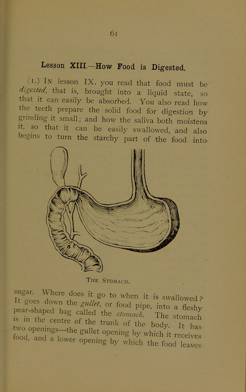 Lesson XIII.—How Food is Digested. U.) In lesson IX. you read that food must be digested, that is, brought into a liquid state, so that it can easily be absorbed. You also read how the teeth prepare the solid food for digestion by grinding it small; and how the saliva both moistens it, so that it can be easily swallowed, and also begins to turn the starchy part of the food into - Vrhere ?°eS k §° to when it: is swallowed ? pear°shapeTb ^ ^ f°°d P'pe’ int° a flcsh7 pear shaped bag called the stomach. The stomach “ m thC Centre of the trunk of the body. It has rd°ae„dT,7the gUet °pening by * receives ood, and a lower opening by which the food leaves