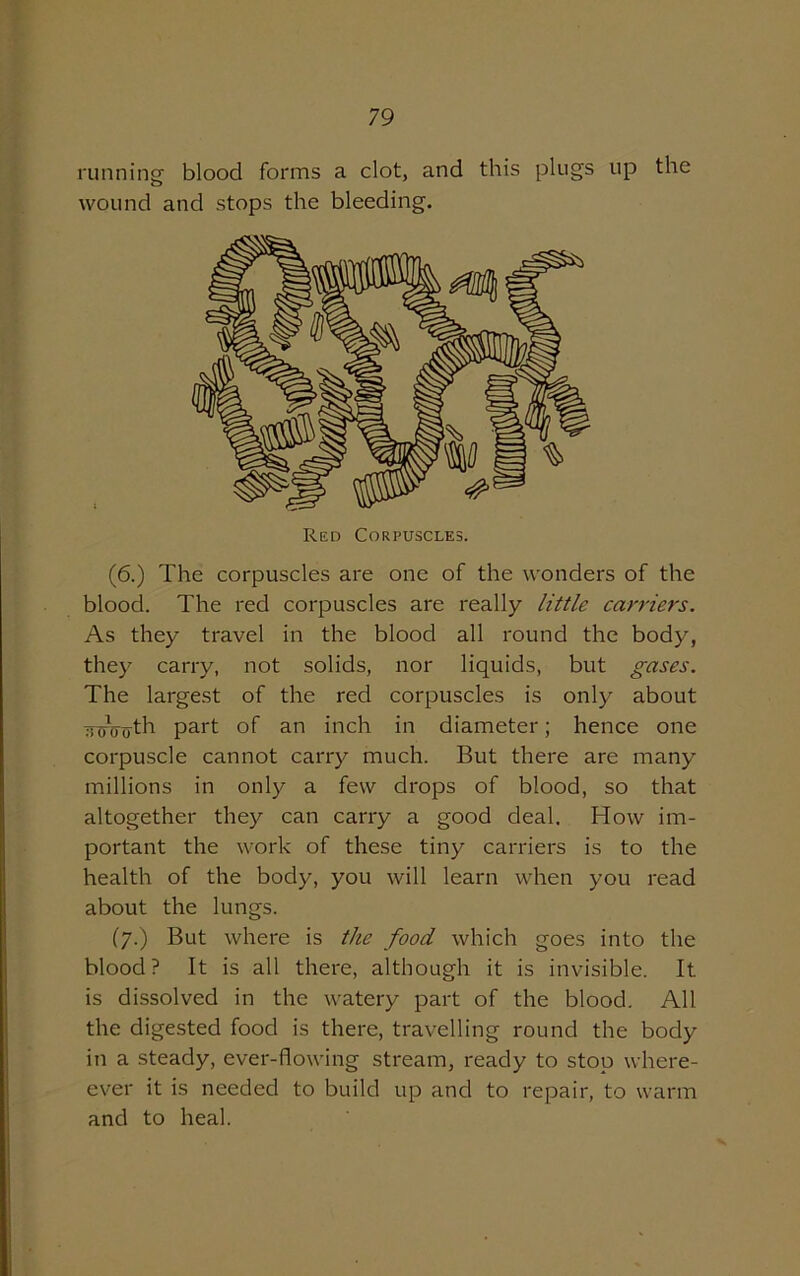 running blood forms a clot, and this plugs up the wound and stops the bleeding. (6.) The corpuscles are one of the wonders of the blood. The red corpuscles are really little carriers. As they travel in the blood all round the body, they carry, not solids, nor liquids, but gases. The largest of the red corpuscles is only about ncrooth part of an inch in diameter; hence one corpuscle cannot carry much. But there are many millions in only a few drops of blood, so that altogether they can carry a good deal. How im- portant the work of these tiny carriers is to the health of the body, you will learn when you read about the lungs. (y.) But where is the food which goes into the blood? It is all there, although it is invisible. It is dissolved in the watery part of the blood. All the digested food is there, travelling round the body in a steady, ever-flowing stream, ready to stop where- ever it is needed to build up and to repair, to warm and to heal.