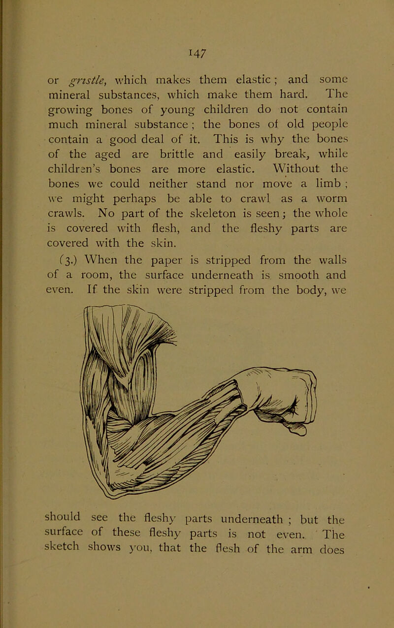 or gristle, which makes them elastic; and some mineral substances, which make them hard. The growing bones of young children do not contain much mineral substance; the bones of old people contain a good deal of it. This is why the bones of the aged are brittle and easily break, while children’s bones are more elastic. Without the bones we could neither stand nor move a limb ; we might perhaps be able to crawl as a worm crawls. No part of the skeleton is seen; the whole is covered with flesh, and the fleshy parts are covered with the skin. (3.) When the paper is stripped from the walls of a room, the surface underneath is smooth and even. If the skin were stripped from the body, we should see the flesh)- parts underneath ; but the surface of these fleshy parts is not even. The sketch shows you, that the flesh of the arm does