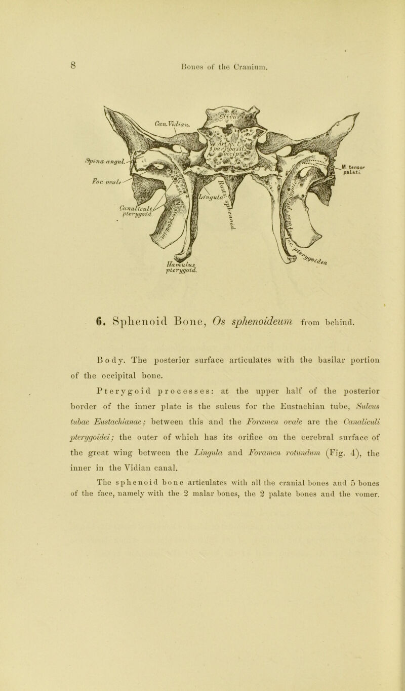 0. Splienoid Bone, Os sphenoideum from beliiiicl. Body. The posterior surface articulates with the basilar portion of the occipital boue. Pterygoid processes: at the upper half of the posterior border of the inner plate is the sulcus for the Eustachian tube, Sulcus tubac Eustacluanac; between this and the Foramen ovale are the CanallcuU pterijgoldd; the outer of which has its orifice on the cerebral surface of the great wing between the Lingula and Foramen rotundum (Fig. 4), the inner in the Vidian canal. The sphenoid bone articulates with nil the cranial bones and 5 bones of the face, namely with the 2 malar bones, tlie 2 palate bones and the vomer.