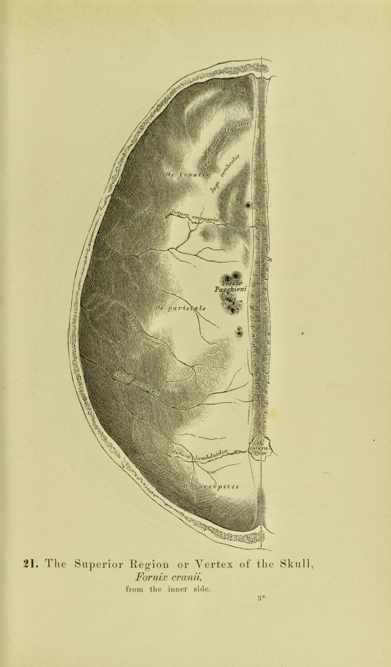 21. Tlie Superior Region or Vertex of the Sku Fornix cranii, from the inner side. a*