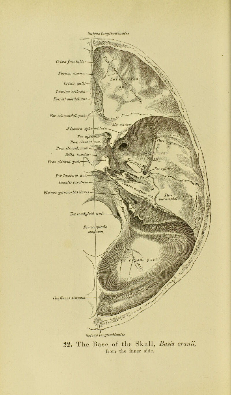 Sv/cns ion(jU;vdiiial'is Ci'ist^ front alts Foram. roenim Crista gain Lamina, orihrosa- For. etltmoi'daZ. an l. —; For. eiumot'dal. jjost- Fissura, sjdteninidalis Froc. clinold. Proc. clinoid. med>.-^ Sella ttt Froc. clinoid. post. Sella tttrcica For. laceruTn. ant.- Canalis caroUcus • Fissitra petroso-iasilaris■ For. condyloid. Covfluens sinuum- Bulcus longiiudinalis 22, Tlic Base of tlic Skull, Basis cranii, from tlie inner side.