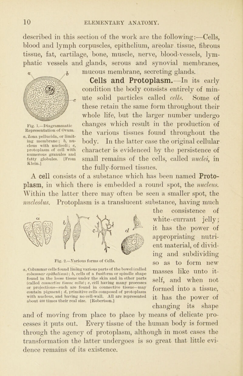 described in this section of the work are the following:—Cells, blood and lymph corpuscles, epithelium, areolar tissue, fibrous tissue, fat, cartilage, bone, muscle, nerve, blood-vessels, lym- phatic vessels and glands, serous and synovial membranes, mucous membrane, secreting glands. Cells and Protoplasm.—In its early condition the body consists entirely of min- ute solid particles called celU. Some of these retain the same form throughout their whole life, but the larger number undergo changes which result in the production of the various tissues found throughout the bo( character is evidenced by the persistence of small remains of the cells, called nuclei^ in the fully-formed tissues. A cell consists of a substance which has been named Proto- plasm, in which there is embedded a round spot, the nucleus. Within the latter there may often be seen a smaller spot, the nucleolus. Protoplasm is a translucent substance, having much the consistence of wh ite - currant j elly; it has the power of appropriating nutri- ent material, of divid- ing and subdividing so as to form new masses like unto it- self, and when not formed into a tissue, it has the power of changing its shape and of moving from place to place by means of delicate pro- cesses it puts out. Every tissue of the human body is formed through the agency of protoplasm, although in most cases the transformation the latter undergoes is so great that little evi- dence remains of its existence. W:y d itSm Fig. 2.—Various forms of Cells. a. Columnar cells found lining various parts of the bowel (called columnar epithelinm) •, b, cells of a fusiform or spindle shape found in the loose tissue under the skin and in other parts (called connective tismie cells); c, cell having many processes or projections—such are found in connective tissue—may contain pigment; d, iirimitive cells composed of protoplasm with nucleus, and having no cell-wall. All are represented about 400 times their real size. [Robertson.] ly. In the latter case the original cellular Fig. 1.—Diagrammatic Representation of Ovum. a. Zona pellucida, or limit- ing membrane; h, nu- cleus with nucleoli; c, protoplasm of cell with numerous granules and fatty globules. [From Klein.]