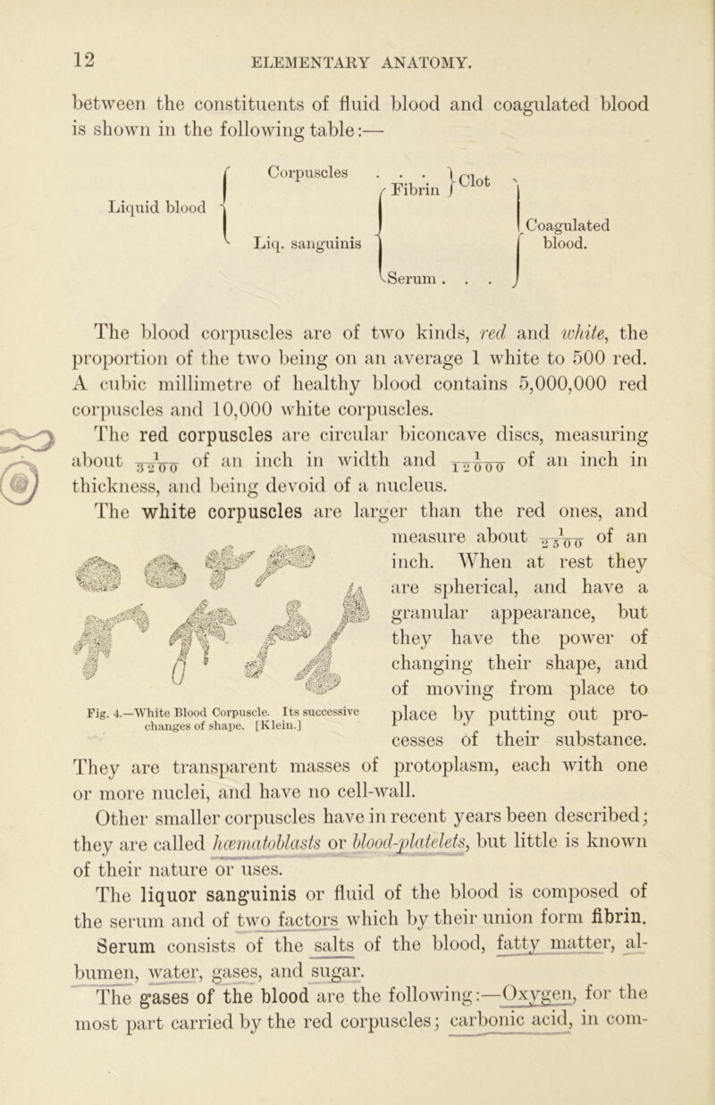 between the constituents of fluid blood and coagulated blood is shown in the following table:— Liquid blood I Corpuscles Liq. sanguinis . . 1 Fibrin / Clot Coagulated blood. ^ Serum .r The blood corpuscles are of two kinds, red and white, the proportion of the two being on an average 1 white to 500 red. A cubic millimetre of healthy blood contains 5,000,000 red corpuscles and 10,000 white corpuscles. The red corpuscles are circular biconcave discs, measuring al)out width and thickness, and l)eing devoid of a nucleus. The white corpuscles are larger than the red ones, and measure about inch. When at rest they are spherical, and have a granular appearance, but they have the povmr of changing their shape, and of moving from place to place by putting out pro- cesses of their substance. They are transparent masses of protoplasm, each with one or more nuclei, and have no cell-wall. Other smaller corpuscles have in recent years been described; /.V mw*- i u it 4a Fig. 4.—White Blood Corpuscle. Its successive changes of shape. [Klein.] they are called hcemcitoblctsts or hlood-^latelets, but little is known of their nature or uses. The liquor sanguinis or fluid of the blood is composed of the serum and of two factors which by their union form fibrin. Serum consists of the salts of the blood, fatty matter, jil- bumen, water, gases, and sugar. The gases of the blood are the following:—Oxygen, for the most part carried by the red corpuscles; carbonic acid, in com-