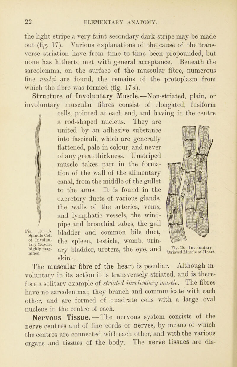 the light stripe a very faint secondary dark stripe may be made out (fig. 17). Various explanations of the cause of the trans- verse striation have from time to time been propounded, but none has hitherto met with general acceptance. Beneath the sarcolemma, on the surface of the muscular fibre, numerous fine nuclei are found, the remains of the protoplasm from which the fibre was formed (fig. 17 a). Structure of Involuntary Muscle.—Non-striated, plain, or involuntary muscular fibres consist of elongated, fusiform cells, pointed at each end, and having in the centre a rod-shaped nucleus. They are united by an adhesive substance into fasciculi, Avhich are generally flattened, pale in colour, and never of any great thickness. Unstriped muscle takes part in the forma- tion of the wall of the alimentary canal, from the middle of the gullet to the anus. It is found in the excretory ducts of various glands, the walls of the arteries, veins, and lymphatic vessels, the wind- pipe and bronchial tubes, the gall l)ladder and common bile duct, the spleen, testicle, womb, urin- ary bladder, ureters, the eye, and skin. The muscular fibre of the heart is peculiar. Although in- voluntary in its action it is transversely striated, and is there- fore a solitary example of striated involuntary muscle. The fibres liave no sarcolemma; they branch and communicate with each other, and are formed of quadrate cells with a large oval nucleus in the centre of each. Fig. 18. — A Spindle Cell of Involun- tary Muscle, highly mag- nified. Fig. 19.—Involuntary Striated Muscle of Heart. Nervous Tissue. — The nervous system consists of the nerve centres and of fine cords or nerves, by means of which the centres are connected with each other, and with the various organs and tissues of the body. The nerve tissues are dis-