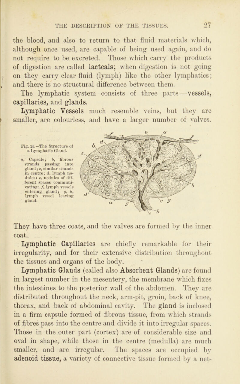 the blood, and also to return to that fluid materials which, although once used, are capable of being used again, and do not require to be excreted. Those which carry the products of digestion are called lacteals; when digestion is not going I on they carry clear fluid (lymph) like the other lymphatics; , and there is no structural difference between them. The lymphatic system consists of three parts—vessels, capillaries, and glands. Lymphatic Vessels much resemble veins, but they are I smaller, are colourless, and have a larger number of valves. Fig. 25.—The Structure of I a Lymphatic Gland. ! a, Capsule; b, fibrous strands passing into gland; c, similar strands in centre; d, lymph no- dules: e, nodules of dif- ferent spaces communi- cating; /, lymph vessels entering gland; g, h, lymph vessel leaving gland. They have three coats, and the valves are formed by the inner coat. Lymphatic Capillaries are chiefly remarkable for their irregularity, and for their extensive distril)ution throughout the tissues and organs of the body. Lymphatic Glands (called also Absorbent Glands) are found in largest number in the mesentery, the membrane which fixes the intestines to the posterior wall of the abdomen. They are distributed throughout the neck, arm-pit, groin, back of knee, thorax, and back of abdominal cavity. The gland is inclosed in a firm capsule formed of fibrous tissue, from which strands of fibres pass into the centre and divide it into irregular spaces. Those in the outer part (cortex) are of considerable size and oval in shape, while those in the centre (medulla) are much smaller, and are irregular. The spaces are occupied by adenoid tissue, a variety of connective tissue formed by a net-