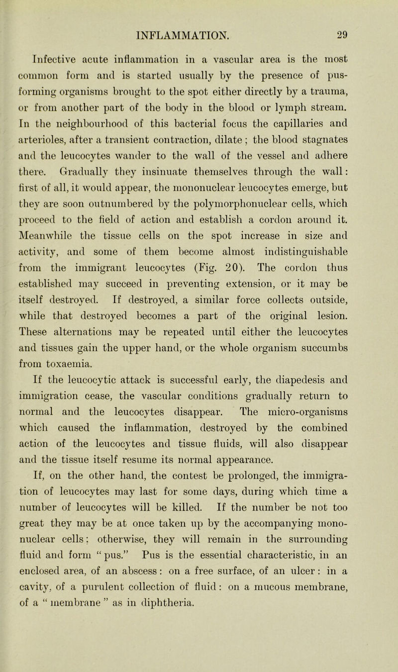 Infective acute inflammation in a vascular area is the most common form and is started usually by the presence of pus- forming organisms brought to the spot either directly by a trauma, or from another part of the body in the blood or lymph stream. In the neighbourhood of this bacterial focus the capillaries and arterioles, after a transient contraction, dilate ; the blood stagnates and the leucocytes wander to the wall of the vessel and adhere there. Gradually they insinuate themselves through the wall: first of all, it would appear, the mononuclear leucocytes emerge, but they are soon outnumbered by the polymorphonuclear cells, which proceed to the field of action and establish a cordon around it. Meanwhile the tissue cells on the spot increase in size and activity, and some of them become almost indistinguishable from the immigrant leucocytes (Fig. 20). The cordon thus established may succeed in preventing extension, or it may be itself destroyed. If destroyed, a similar force collects outside, while that destroyed becomes a part of the original lesion. These alternations may be repeated until either the leucocytes and tissues gain the upper hand, or the whole organism succumbs from toxaemia. If the leucocytic attack is successful early, the diapedesis and immigration cease, the vascular conditions gradually return to normal and the leucocytes disappear. The micro-organisms which caused the inflammation, destroyed by the combined action of the leucocytes and tissue fluids, will also disappear and the tissue itself resume its normal appearance. If, on the other hand, the contest be prolonged, the immigra- tion of leucocytes may last for some days, during which time a number of leucocytes will be killed. If the number be not too great they may be at once taken up by the accompanying mono- nuclear cells; otherwise, they will remain in the surrounding fluid and form “ pus.” Pus is the essential characteristic, in an enclosed area, of an abscess: on a free surface, of an ulcer: in a cavity, of a purulent collection of fluid : on a mucous membrane, of a “ membrane ” as in diphtheria.