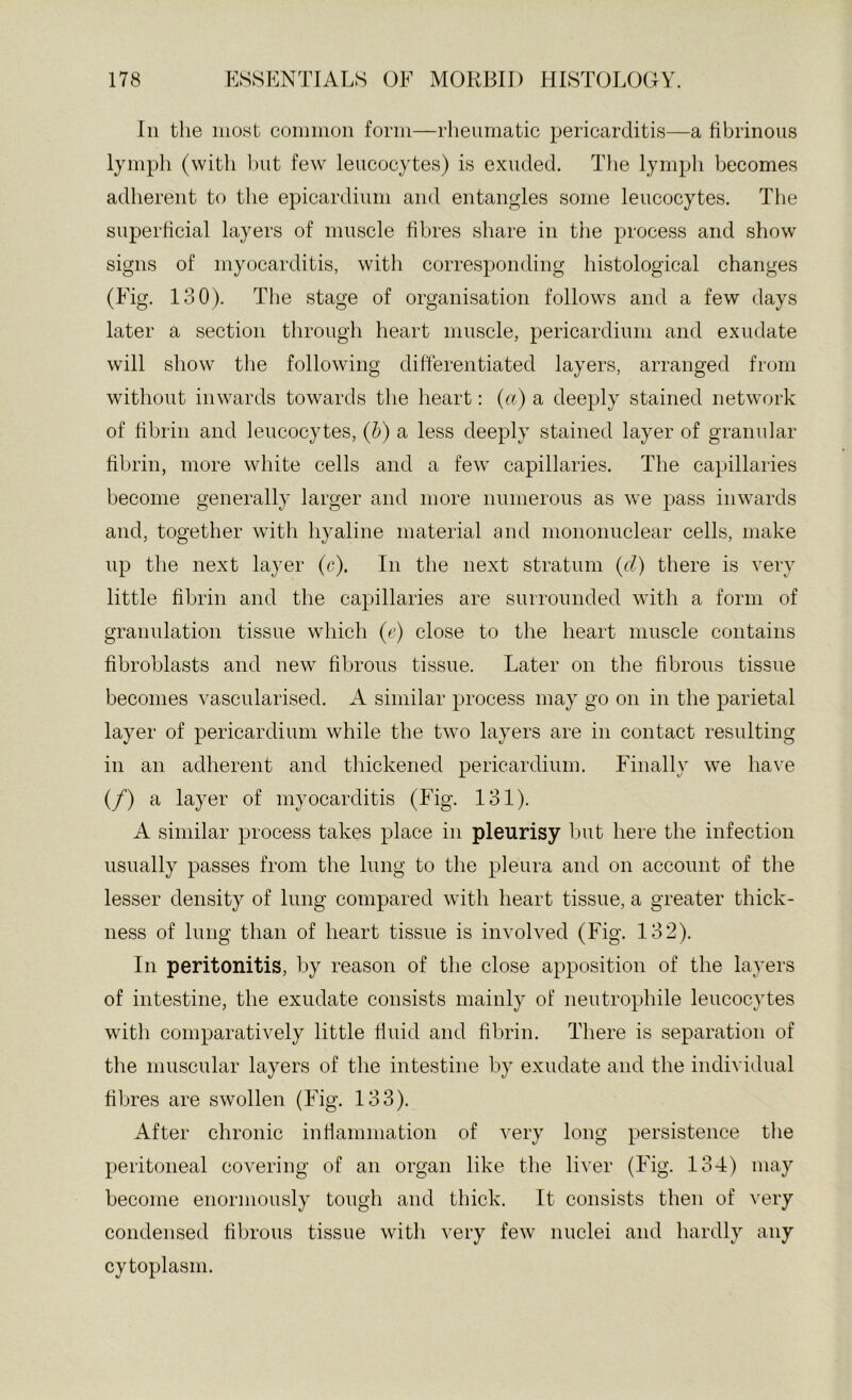Ill the iiioyt coiiiiiion form—rlieiimatic pericarditis—a fibrinous lymph (with but few leucocytes) is exuded. Tlie lymph becomes adherent to the epicardium and entangles some leucocytes. The superficial layers of muscle fibres share in the process and show signs of myocarditis, with corresponding histological changes (Fig. 130). The stage of organisation follows and a few days later a section through heart muscle, pericardium and exudate will show tlie following differentiated layers, arranged from without inwards towards the heart: {a) a deeply stained network of fibrin and leucocytes, {h) a less deeply stained layer of granular fibrin, more white cells and a few capillaries. The capillaries become generally larger and more numerous as we pass inwards and, together with hyaline material and mononuclear cells, make up the next layer (c). In the next stratum {d) there is very little fibrin and the capillaries are surrounded with a form of granulation tissue which (r) close to the heart muscle contains fibroblasts and new fibrous tissue. Later on the fibrous tissue becomes vascularised. A similar process may go on in the parietal layer of pericardium while the two layers are in contact resulting in an adherent and thickened pericardium. Finally we have (/) a layer of myocarditis (Fig. 131). A similar process takes place in pleurisy but here the infection usually passes from the lung to the pleura and on account of the lesser density of lung compared with heart tissue, a greater thick- ness of lung than of heart tissue is involved (Fig. 132). In peritonitis, by reason of the close apposition of the layers of intestine, the exudate consists mainly of neutrophile leucocytes with comparatively little fluid and fibrin. There is separation of the muscular layers of the intestine by exudate and the individual fibres are swollen (Fig. 133). After chronic inflammation of very long persistence the peritoneal covering of an organ like the liver (Fig. 134) may become enormously tough and thick. It consists then of very condensed fibrous tissue with very few nuclei and hardly any cytoplasm.