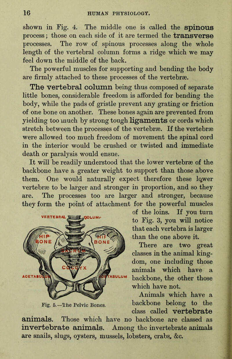 shown in Fig. 4. The middle one is called the spinous process; those on each side of it are termed the transverse processes. The row of spinous processes along the whole length of the vertebral column forms a ridge which we may feel down the middle of the back. The powerful muscles for supporting and bending the body are firmly attached to these processes of the vertebrae. The vertebral column being thus composed of separate little bones, considerable freedom is afforded for bending the body, while the pads of gristle prevent any grating or friction of one bone on another. These bones again are prevented from yielding too much by strong tough ligaments or cords which stretch between the processes of the vertebrae. If the vertebrae were allowed too much freedom of movement the spinal cord in the interior would be crushed or twisted and immediate death or paralysis would ensue. It will be readily understood that the lower vertebrae of the backbone have a greater weight to support than those above them. One would naturally expect therefore these lq>wer vertebrae to be larger and stronger in proportion, and so they are. The processes too are larger and stronger, because they form the point of attachment for the powerful muscles of the loins. If you turn to Fig. 3, you will notice that each vertebra is larger than the one above it. There are two great classes in the animal king- dom, one including those animals which have a backbone, the other those which have not. Animals which have a Fig. 5.—The Pelvic Bones. backbone belong to the class called vertebrate animals. Those which have no backbone are classed as invertebrate animals. Among the invertebrate animals are snails, slugs, oysters, mussels, lobsters, crabs, &c.