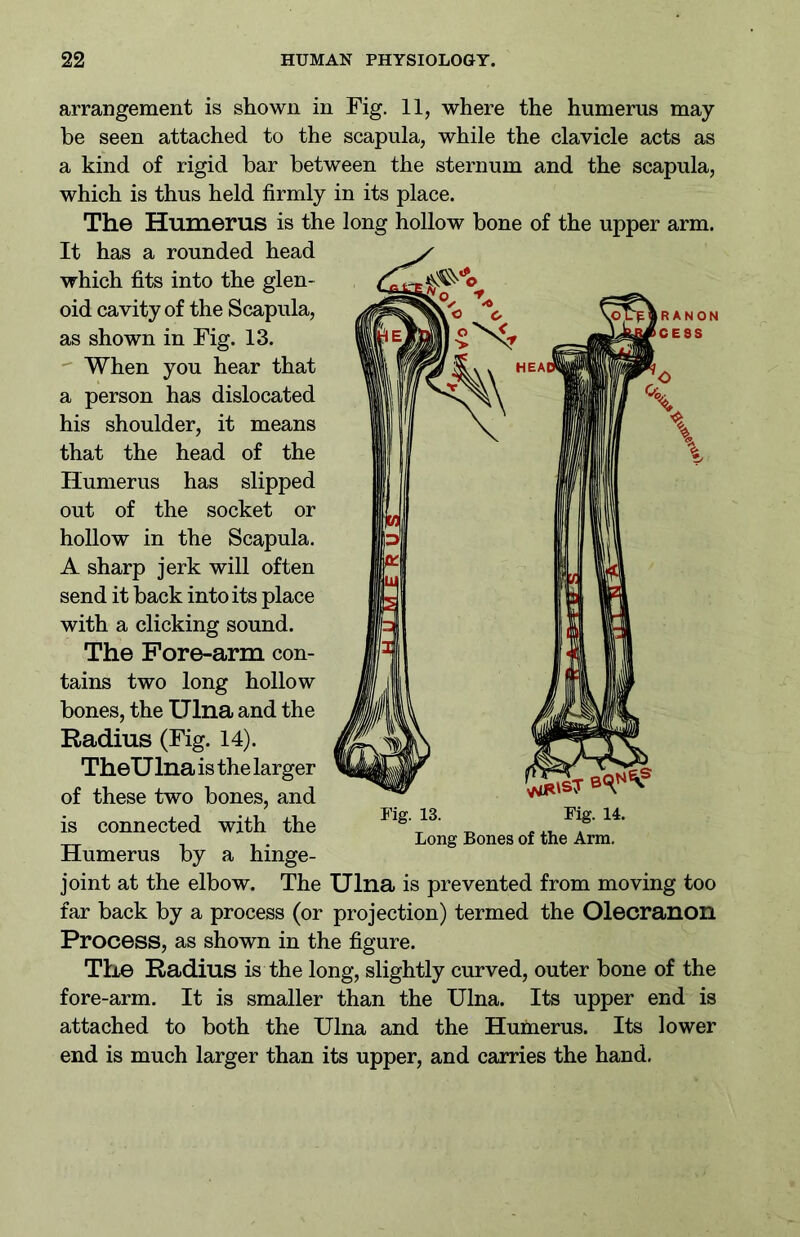 arrangement is shown in Fig. 11, where the humerus may- be seen attached to the scapula, while the clavicle acts as a kind of rigid bar between the sternum and the scapula, which is thus held firmly in its place. The Humerus is the long hollow bone of the upper arm. It has a rounded head which fits into the glen- oid cavity of the Scapula, as shown in Fig. 13. When you hear that a person has dislocated his shoulder, it means that the head of the Humerus has slipped out of the socket or hollow in the Scapula. A sharp jerk will often send it back into its place with a clicking sound. The Fore-arm con- tains two long hollow bones, the Ulna and the Radius (Fig. 14). TheUlna is the larger of these two bones, and is connected with the Humerus by a hinge- joint at the elbow. The Ulna is prevented from moving too far back by a process (or projection) termed the Olecranon Process, as shown in the figure. The Radius is the long, slightly curved, outer bone of the fore-arm. It is smaller than the Ulna. Its upper end is attached to both the Ulna and the Humerus. Its lower end is much larger than its upper, and carries the hand. Fig. IB. Fig. 14. Long Bones of the Arm.