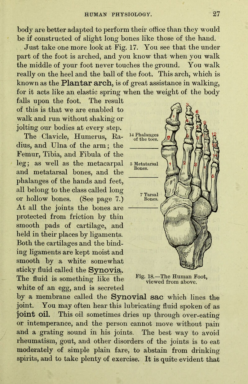 body are better adapted to perform tlieir office than they would be if constructed of slight long bones like those of the hand. Just take one more look at Fig. 17. You see that the under part of the foot is arched, and you know that when you walk the middle of your foot never touches the ground. You walk really on the heel and the ball of the foot. This arch, which is known as the Plantar arch, is of great assistance in walking, for it acts like an elastic spring when the weight of the body falls upon the foot. The result of this is that we are enabled to walk and run without shaking or jolting our bodies at every step. The Clavicle, Humerus, Ra- dius, and Ulna of the arm; the Femur, Tibia, and Fibula of the leg; as well as the metacarpal and metatarsal bones, and the phalanges of the hands and feet, all belong to the class called long or hollow bones. (See page 7.) At all the joints the bones are protected from friction by thin smooth pads of cartilage, and held in their places by ligaments. Both the cartilages and the bind- ing ligaments are kept moist and smooth by a white somewhat sticky fluid called the Synovia. The fluid is something like the white of an egg, and is secreted by a membrane called the Synovial sac which lines the joint. You may often hear this lubricating fluid spoken of as joint oil. This oil sometimes dries up through over-eating or intemperance, and the person cannot move without pain and a grating sound in his joints. The best way to avoid rheumatism, gout, and other disorders of the joints is to eat moderately of simple plain fare, to abstain from drinking spirits, and to take plenty of exercise. It is quite evident that Fig. 18.—The Human Foot, viewed from above.
