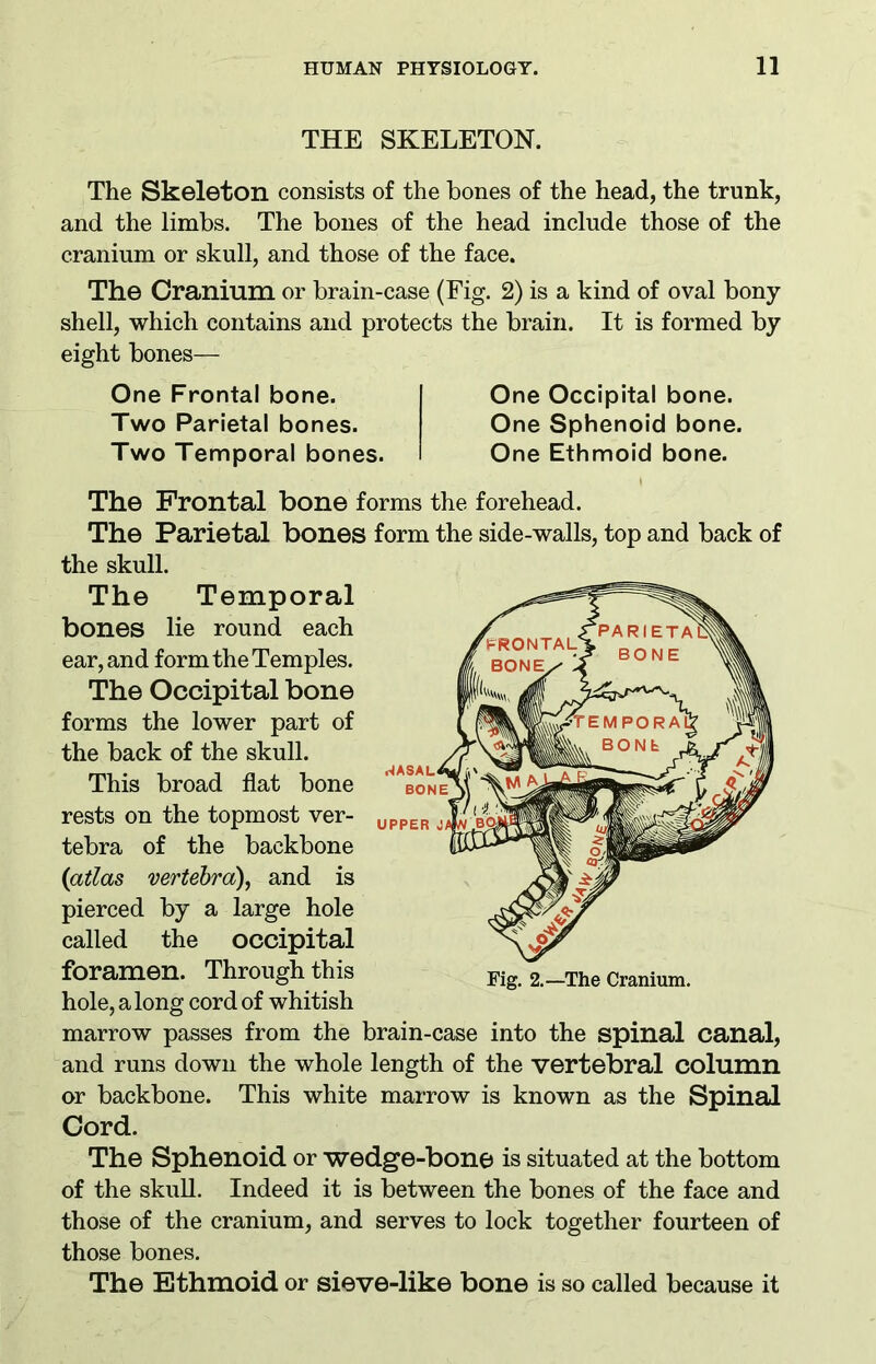THE SKELETON. The Skeleton consists of the bones of the head, the trunk, and the limbs. The bones of the head include those of the cranium or skull, and those of the face. The Cranium or brain-case (Fig. 2) is a kind of oval bony shell, which contains and protects the brain. It is formed by eight bones— One Frontal bone. One Occipital bone. Two Parietal bones. One Sphenoid bone. Two Temporal bones. I One Ethmoid bone. The Frontal bone forms the forehead. The Parietal bones form the side-walls, top and back of the skull. The Temporal bones lie round each ear, and form the Temples. The Occipital bone forms the lower part of the back of the skull. This broad flat bone rests on the topmost ver- tebra of the backbone {atlas vertebra), and is pierced by a large hole called the occipital foramen. Through this hole, a long cord of whitish marrow passes from the brain-case into the spinal canal, and runs down the whole length of the vertebral column or backbone. This white marrow is known as the Spinal Cord. The Sphenoid or wedge-bone is situated at the bottom of the skull. Indeed it is between the bones of the face and those of the cranium, and serves to lock together fourteen of those bones. The Ethmoid or sieve-like bone is so called because it Fig. 2.—The Cranium.
