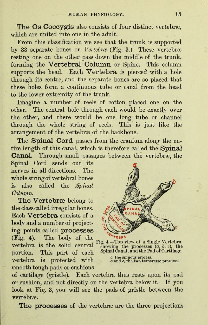 The Os Coccygis also consists of four distinct vertebrae, which are united into one in the adult. From this classification we see that the trunk is supported by 33 separate bones or Vertebrae (Fig. 3.) These vertebrae resting one on the other pass down the middle of the trunk, forming the Vertebral Column or Spine. This column supports the head. Each Vertebra is pierced with a hole through its centre, and the separate bones are so placed that these holes form a continuous tube or canal from the head to the lower extremity of the trunk. Imagine a number of reels of cotton placed one on the other. The central hole through each would be exactly over the other, and there would be one long tube or channel through the whole string of reels. This is just like the arrangement of the vertebrae of the backbone. The Spinal Cord passes from the cranium along the en- tire length of this canal, which is therefore called the Spinal Canal. Through small passages between the vertebrae, the Spinal Cord sends out its nerves in all directions. The whole string of vertebral bones is also called the Spinal Column. The Vertebrae belong to the class called irregular bones. Each Vertebra consists of a body and a number of project- ing points called processes (Fig. 4). The body of the ® , . ,, , Fig. 4.—Top view of a Single Vertebra, vertebra is the solid central Showing the processes (a, b, c), the portion. This part of each Spinal Canal, and the Pad of Cartilage. i i -ii b, the spinous process. Vertebra IS protected witil a and c, the two transverse processes. smooth tough pads or cushions of cartilage (gristle). Each vertebra thus rests upon its pad or cushion, and not directly on the vertebra below it. If you look at Fig. 3, you will see the pads of gristle between the vertebrae. The processes of the vertebrae are the three projections