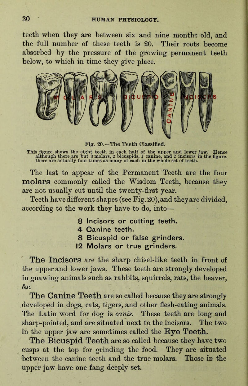 teeth when they are between six and nine months old, and the full number of these teeth is 20. Their roots become absorbed by the pressure of the growing permanent teeth below, to which in time they give place. Fig. 20.—The Teeth Classified. This figure shows the eight teeth in each half of the upper and lower jaw. Hence although there are but 3 molars, 2 bicuspids, 1 canine, and 2 incisors in the figure, there are actually four times as many of each in the whole set of teeth. The last to appear of the Permanent Teeth are the four molars commonly called the Wisdom Teeth, because they are not usually cut until the twenty-first year. Teeth have different shapes (see Fig. 20), and they are divided, according to the work they have to do, into— 8 Incisors or cutting teeth. 4 Canine teeth. 8 Bicuspid or false grinders. 12 Molars or true grinders. The Incisors are the sharp chisel-like teeth in front of the upper and lower jaws. These teeth are strongly developed in gnawing animals such as rabbits, squirrels, rats, the beaver, &c. The Canine Teeth are so called because they are strongly developed in dogs, cats, tigers, and other flesh-eating animals. The Latin word for dog is canis. These teeth are long and sharp-pointed, and are situated next to the incisors. The two in the upper jaw are sometimes called the Eye Teeth. The Bicuspid Teeth are so called because they have two cusps at the top for grinding the food. They are situated between the canine teeth and the true molars. Those in the upper jaw have one fang deeply set.
