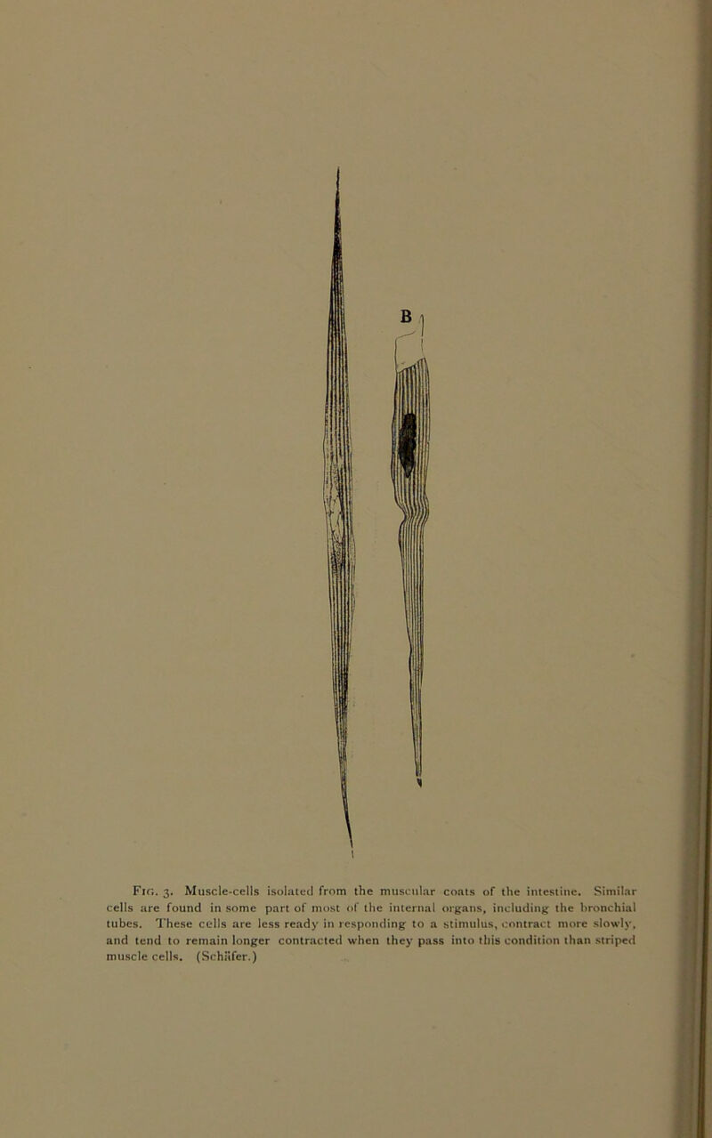 I Fir,. 3. Muscle-cells isolated from the muscular coats of the intestine. Similar cells are found in some part of most of the internal organs, including the bronchial tubes. These cells are less ready in responding to a stimulus, contract more slowly, and tend to remain longer contracted when they pass into this condition than striped muscle cells. (Schafer.)