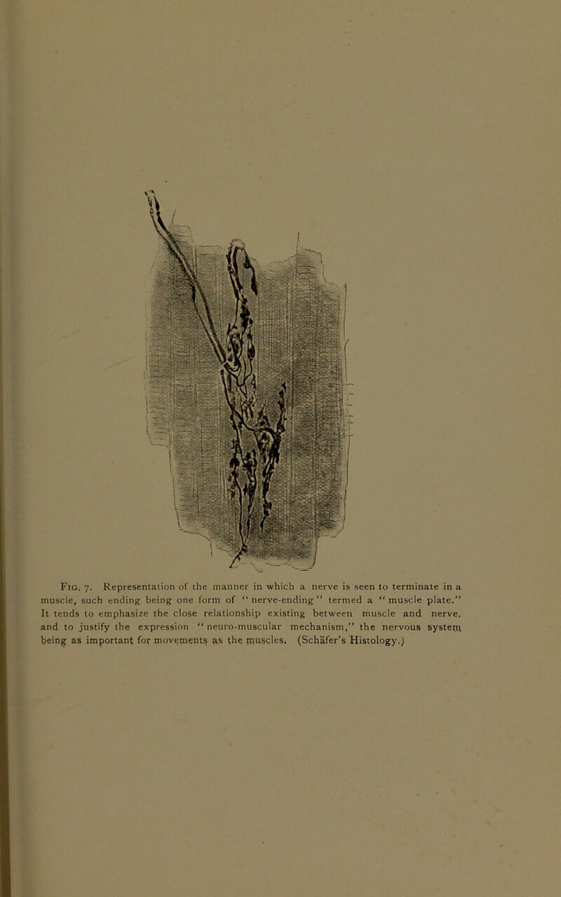 muscle, such ending being one form of “nerve-ending” termed a “muscle plate.” It tends to emphasize the close relationship existing between muscle and nerve, and to justify the expression “ neuro-muscular mechanism,” the nervous system being as important for movements as the muscles, (Schafer’s Histology.)