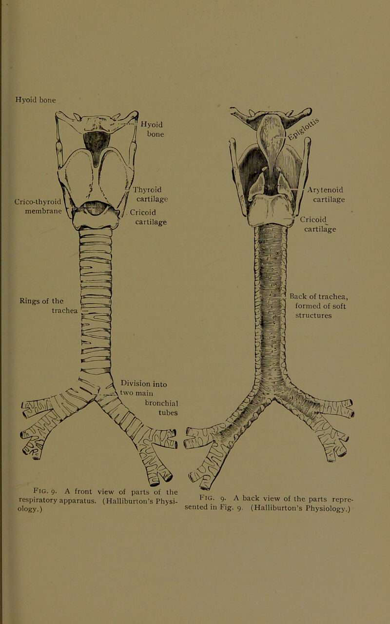 Hyoid bone Crico-thyroid membrane Arytenoid cartilage Fig. 9. A front view of parts of the respiratory apparatus. (Halliburton’s Physi- FlG’ 9' A back view of the parts repre-