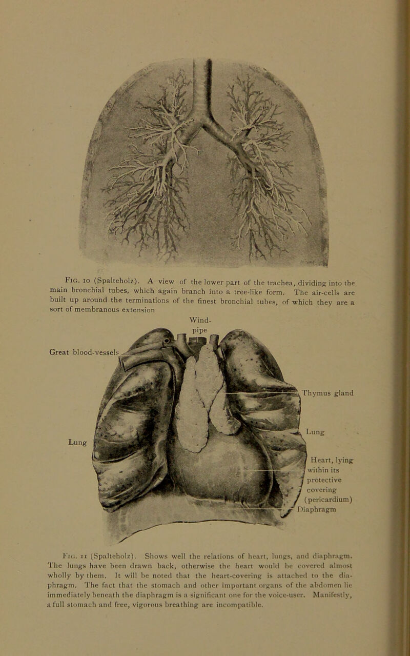 Fig. io (Spalteholz). A view of the lower part of the trachea, dividing into the main bronchial tubes, which again branch into a tree-like form. The air-cells are built up around the terminations of the finest bronchial tubes, of which they are a sort of membranous extension Thymus gland Wind- Great blood-vessels Lung Lung —; t Heart, lying within its protective covering (pericardium) Diaphragm Fig. ii (Spalteholz). Shows well the relations of heart, lungs, and diaphragm. The lungs have been drawn back, otherwise the heart would be covered almost wholly by them. It will be noted that the heart-covering is attached to the dia- phragm. The fact that the stomach and other important organs of the abdomen lie immediately beneath the diaphragm is a significant one for the voice-user. Manifestly, a full stomach and free, vigorous breathing are incompatible.