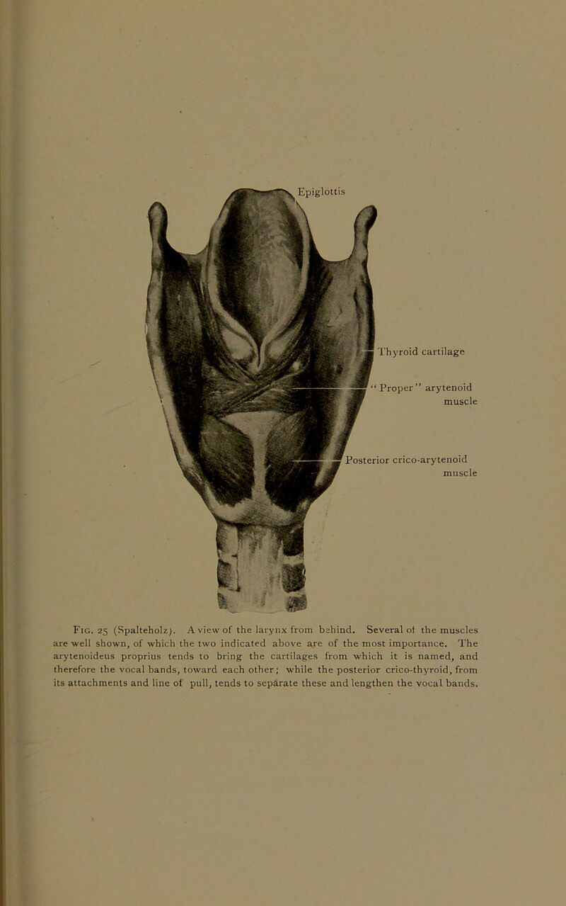 Thyroid cartilage “Proper arytenoid muscle Posterior crico-arytenoid muscle Fig. 25 (Spalteholz). A view of the larynx from behind. Several ot the muscles are well shown, of which the two indicated above are of the most importance. The arytenoideus proprius tends to bring the cartilages from which it is named, and therefore the vocal bands, toward each other; while the posterior crico-thyroid, from its attachments and line of pull, tends to separate these and lengthen the vocal bands.