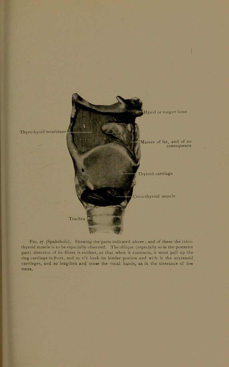 Thyro-hyoid Thyroid cartilage or tongue bone membrane Masses of fat, and of no consequence Crico-thyroid muscle Fig. 27 (Spalteholz). Showing the parts indicated above ; and of these the crico- thyroid muscle is to be especially observed. The oblique (especially so in the posterior part) direction of its fibres is evident, so that when it contracts, it must pull up the ring cartilage in front, and so ti't back its hinder portion and wi'h it the arytenoid cartilages, and so lengthen and tense the vocal bands, as in the utterance of low tones,